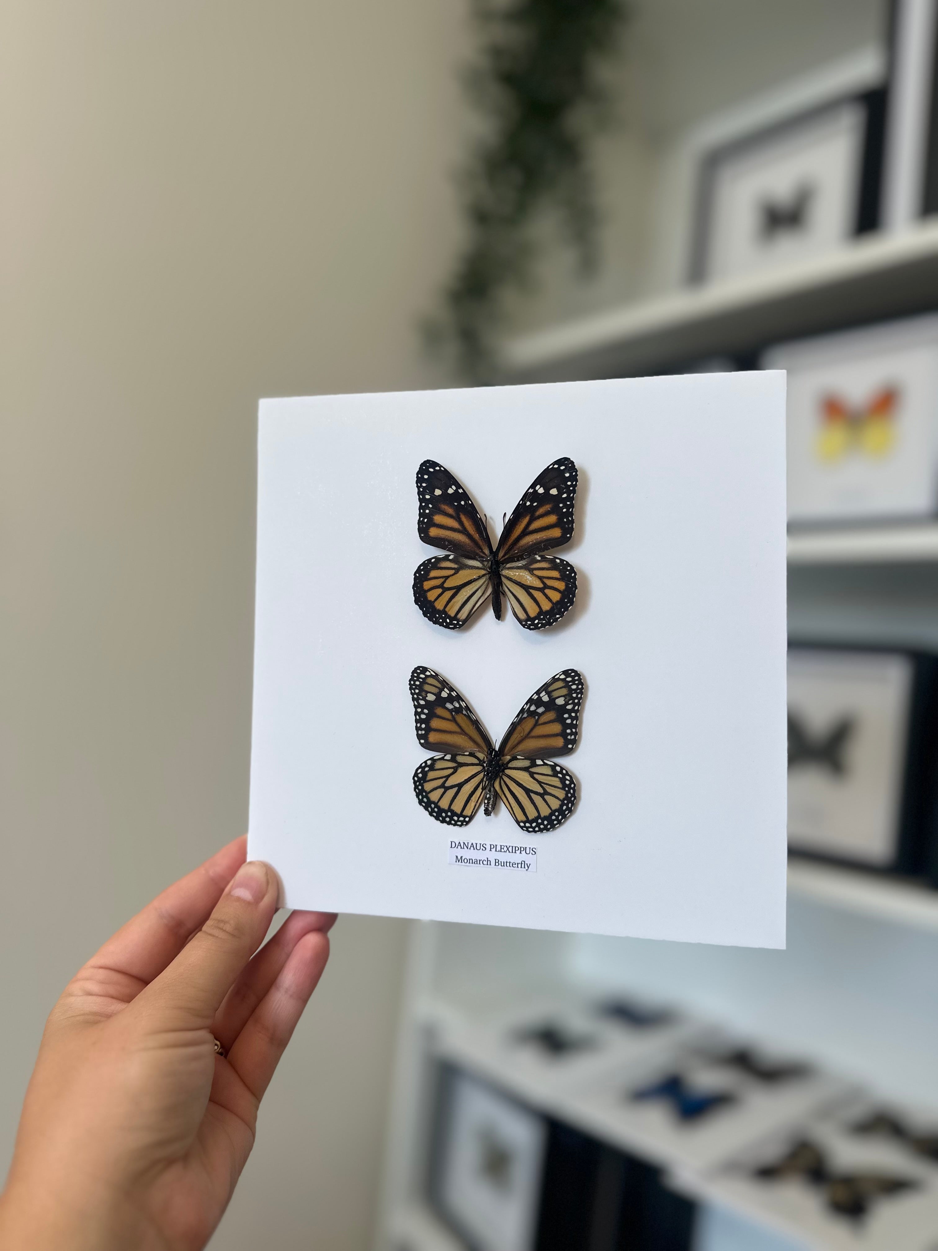 Monarch Butterfly | Danaus Plexippus | Medium Frame • Taxidermy Entomology Home Decor Framed Art x