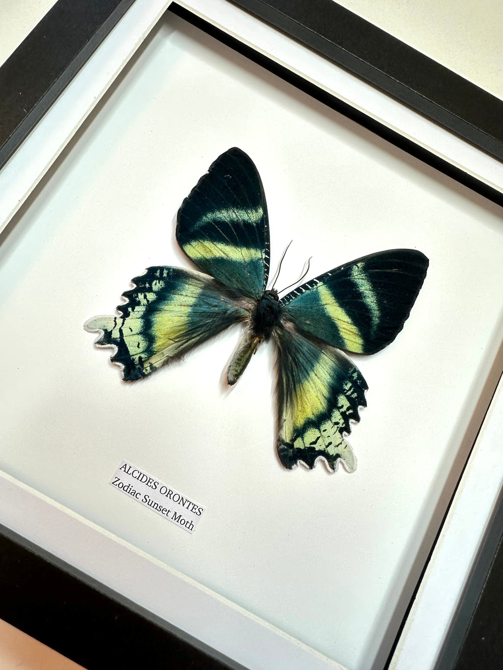 Zodiac Sunset Moth Front | Alcides Orontes | Medium Frame • Taxidermy Entomology Home Decor Framed Art
