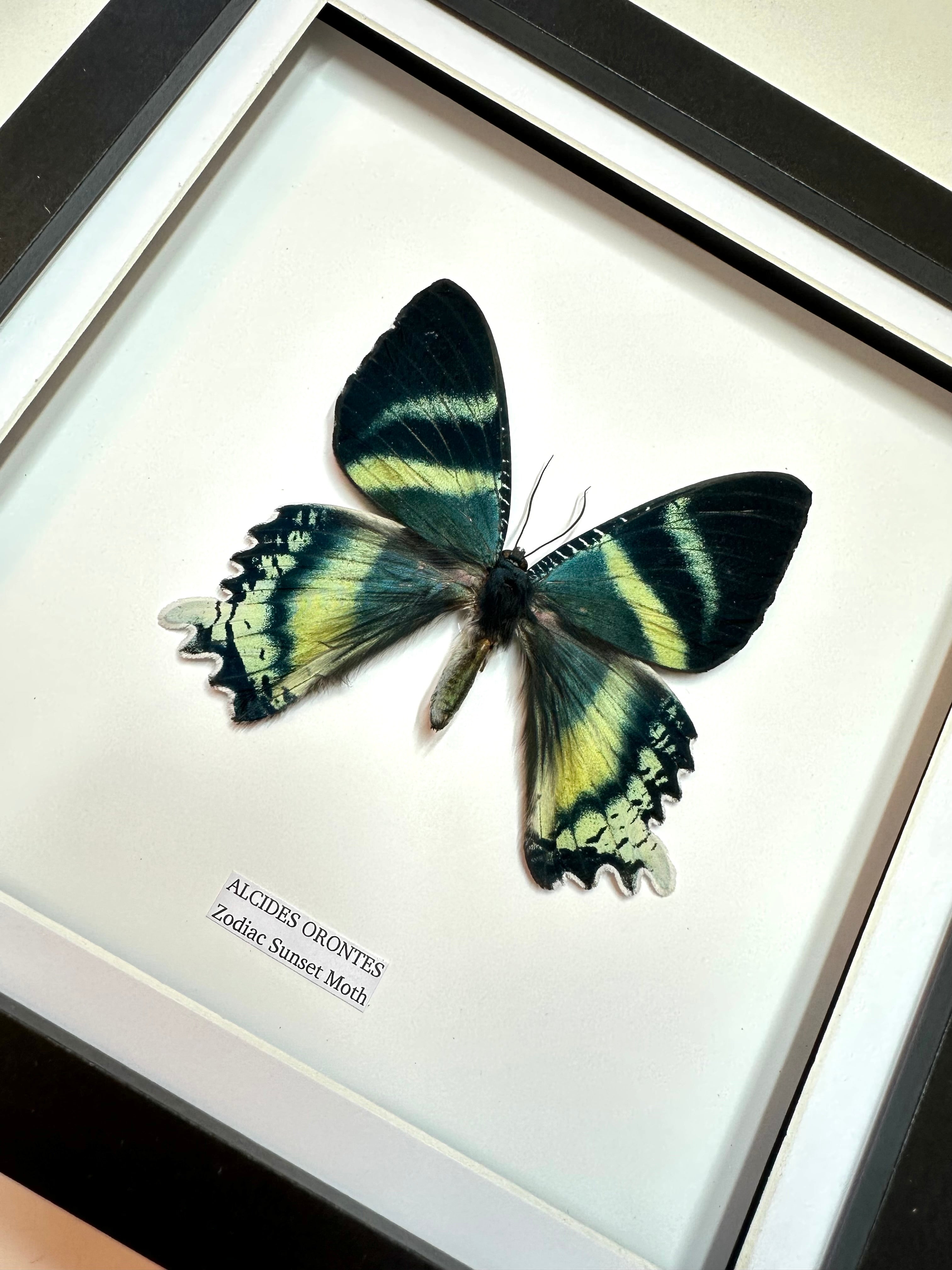Zodiac Sunset Moth Front | Alcides Orontes | Medium Frame • Taxidermy Entomology Home Decor Framed Art