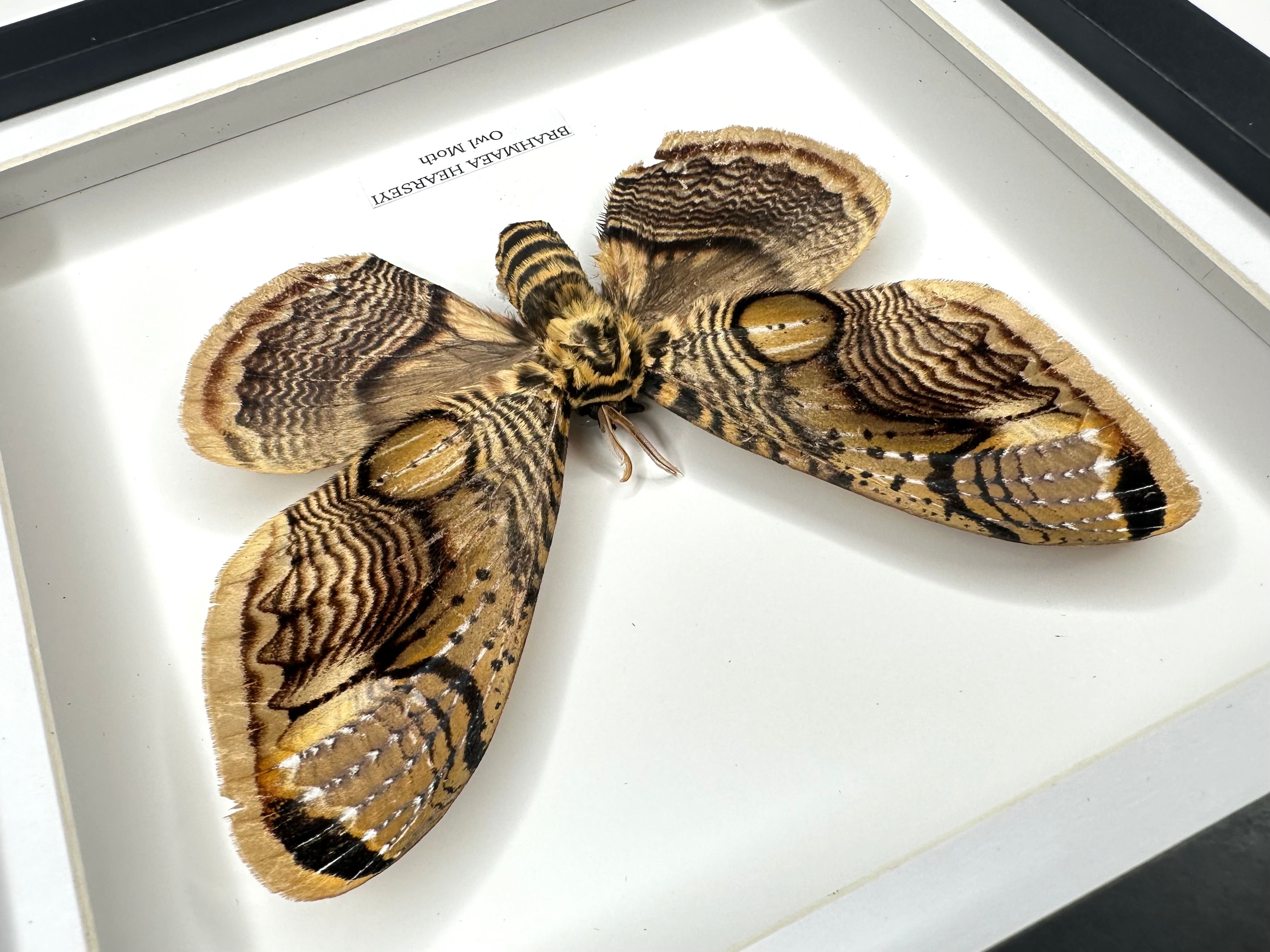 Owl Moth | Brahmaea Hearseyi | Medium Frame - Taxidermy Entomology Home Decor Framed Natural Art