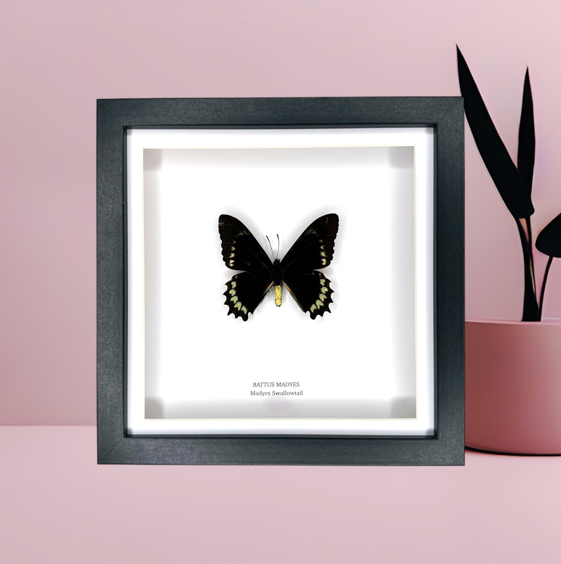 Battus Madyes Swallowtail • Medium Frame • Taxidermy Entomology Home Decor Framed Art