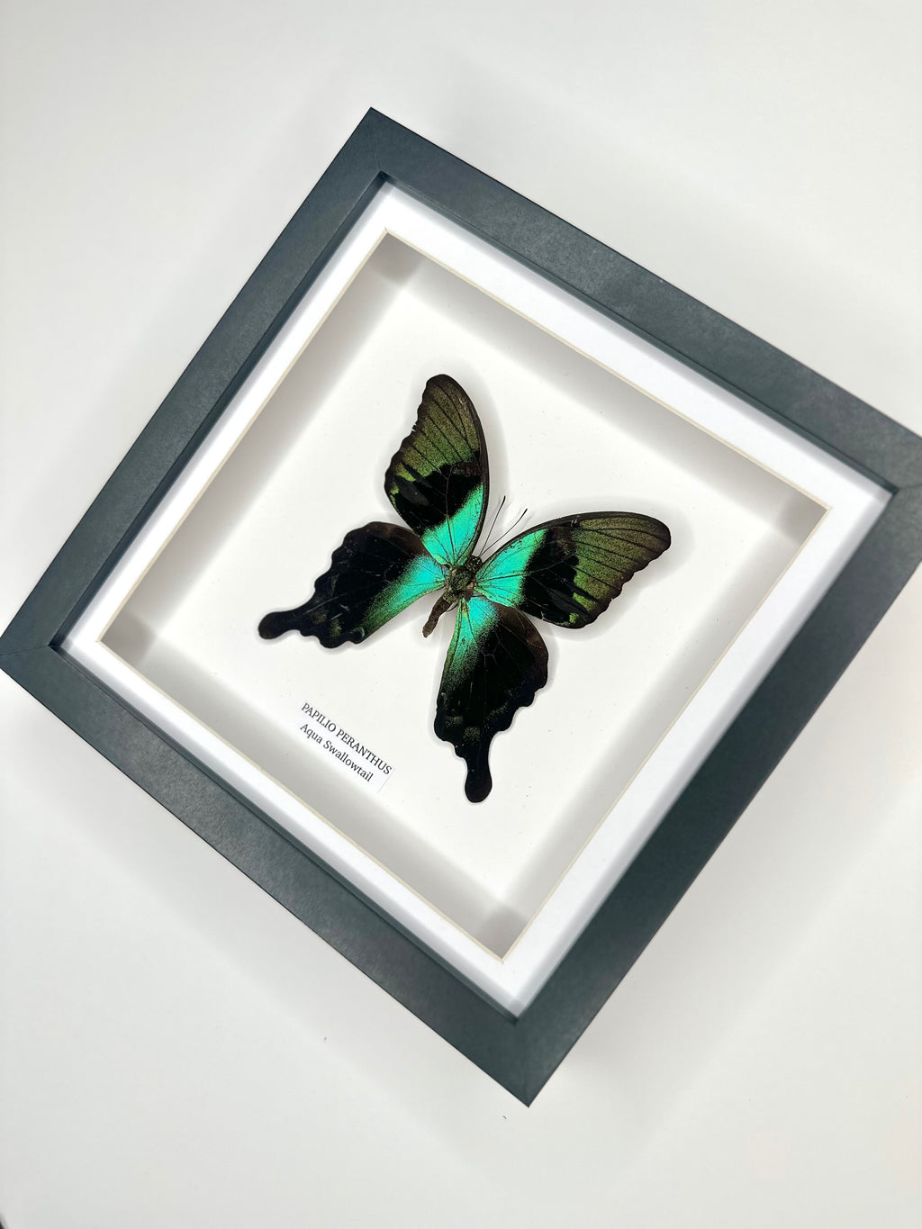 Aqua Swallowtail | Papilio Peranthus | Medium Frame - Taxidermy Entomology Home Decor Framed Natural Art