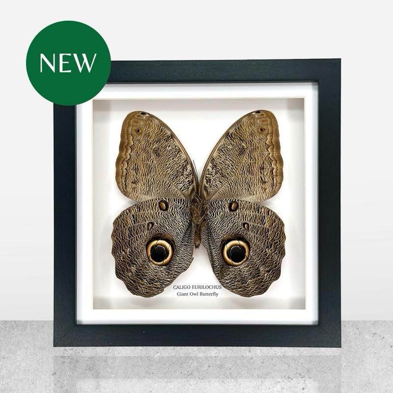 Giant Owl Butterfly | Caligo Eurilochus • Medium Frame • Entomology Frame
