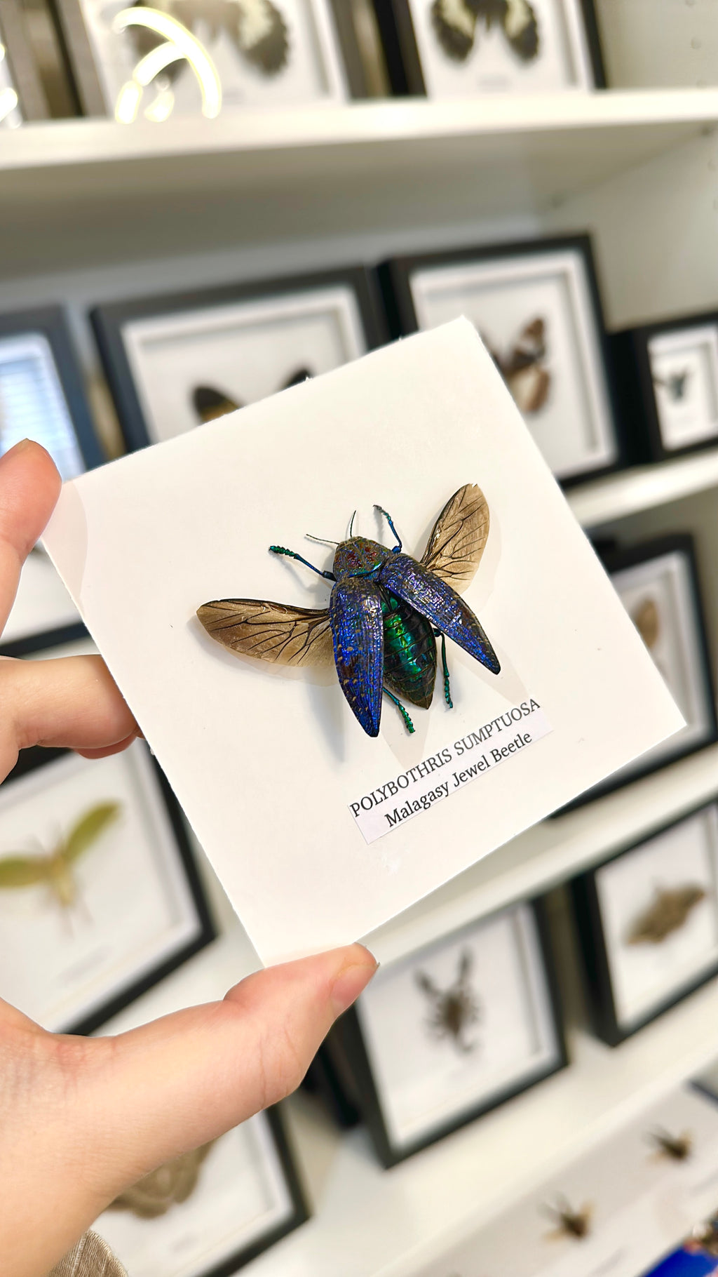 Malagasy Jewel Beetle | Small Frame • Taxidermy Entomology Home Decor Framed Art