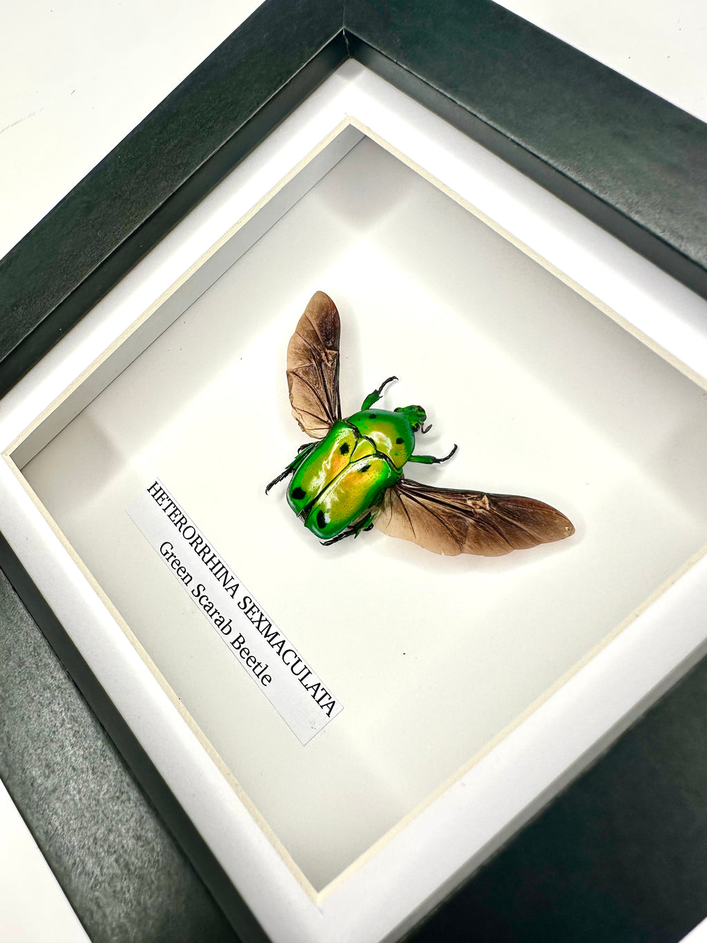 Green Scarab Beetle | Heterorrhina sexmaculata | Small Frame - Insect Taxidermy Entomology Home Decor Framed Natural Art