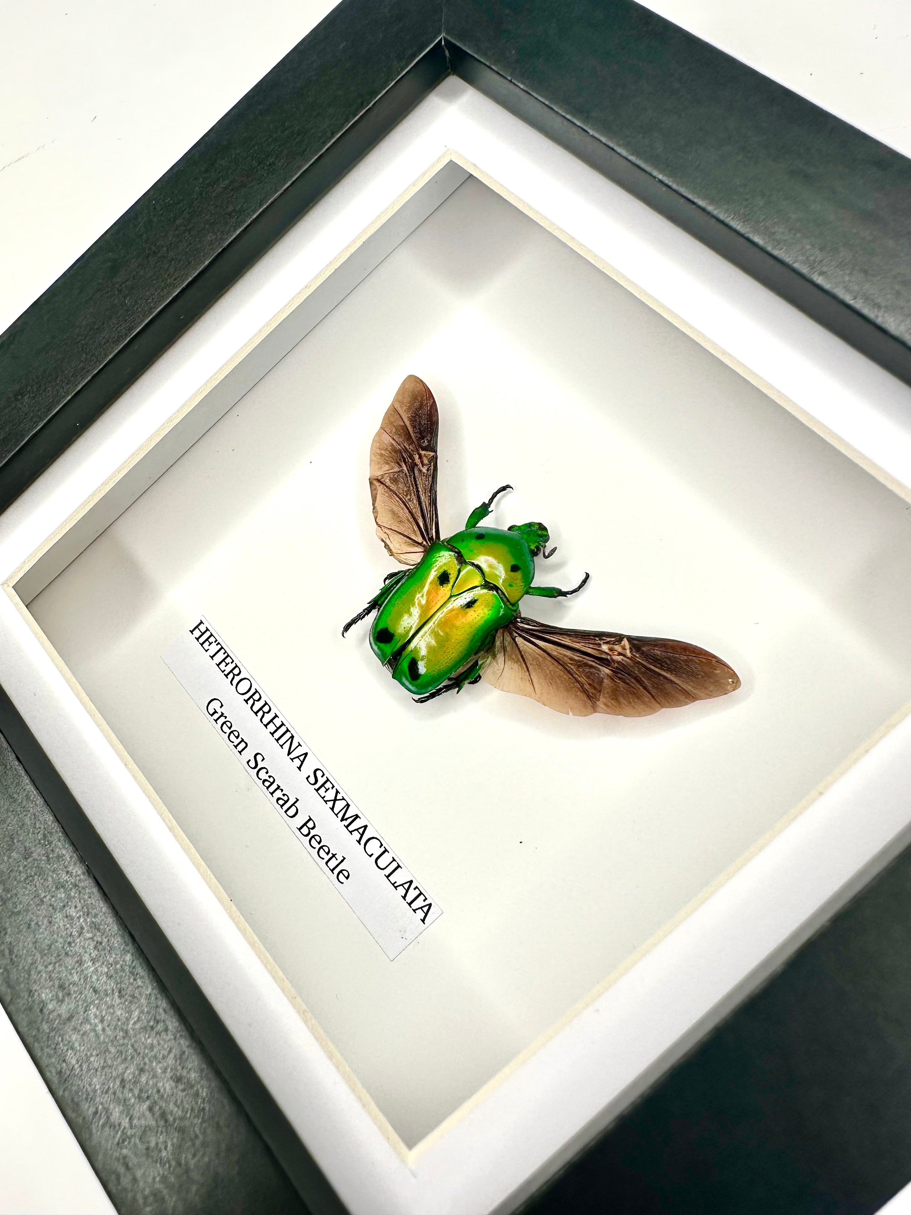 Green Scarab Beetle | Heterorrhina sexmaculata | Small Frame - Insect Taxidermy Entomology Home Decor Framed Natural Art
