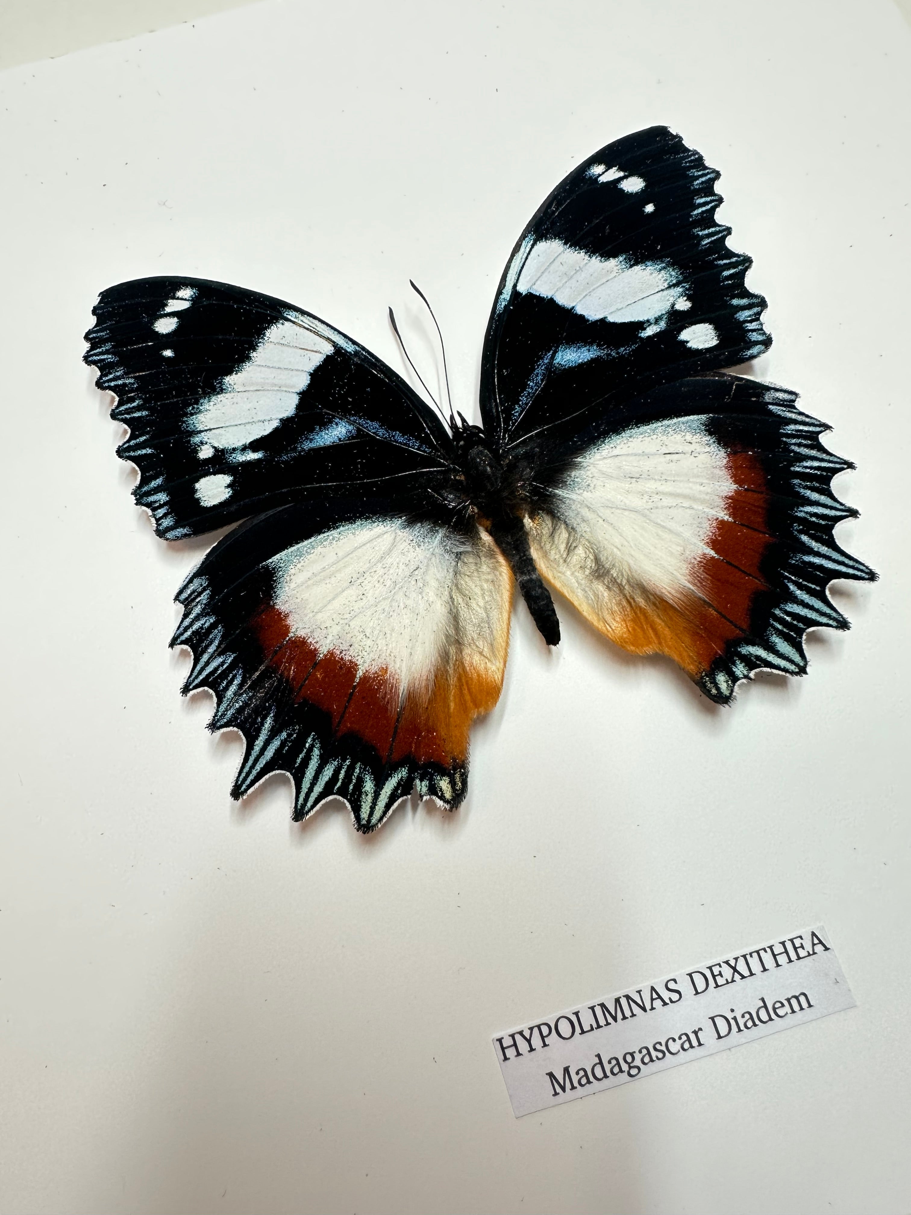 Madagascar Diadem | ’Cat Face’ | Medium Frame • Taxidermy Entomology Home Decor Framed Art