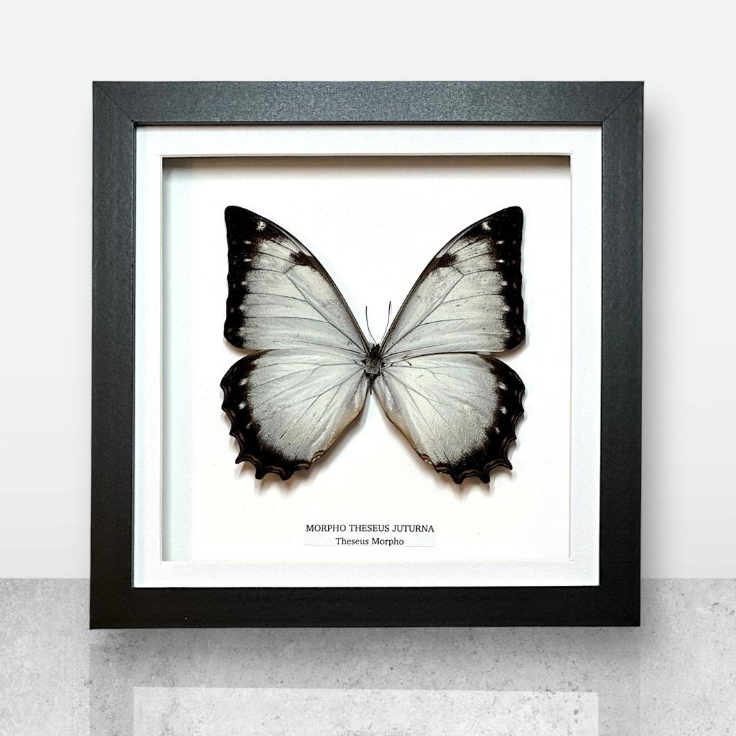 RARE! Morpho Theseus Juturna - Medium Frame