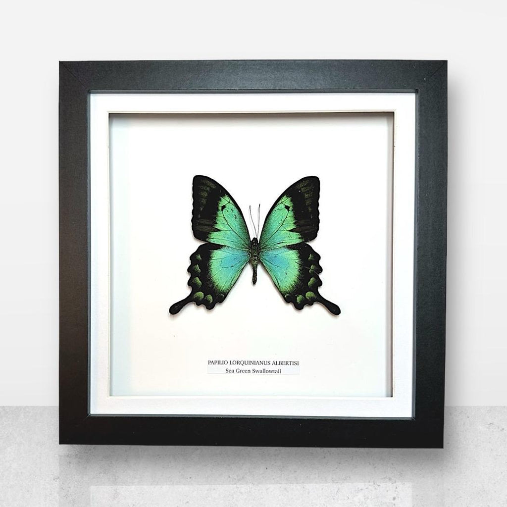Sea Green Albertisi Swallowtail | Medium Frame • Taxidermy Entomology Home Decor Framed Art