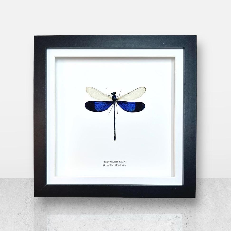 Great Blue Metal-wing Damselfly | Medium Frame • Taxidermy Entomology Home Decor Framed Art