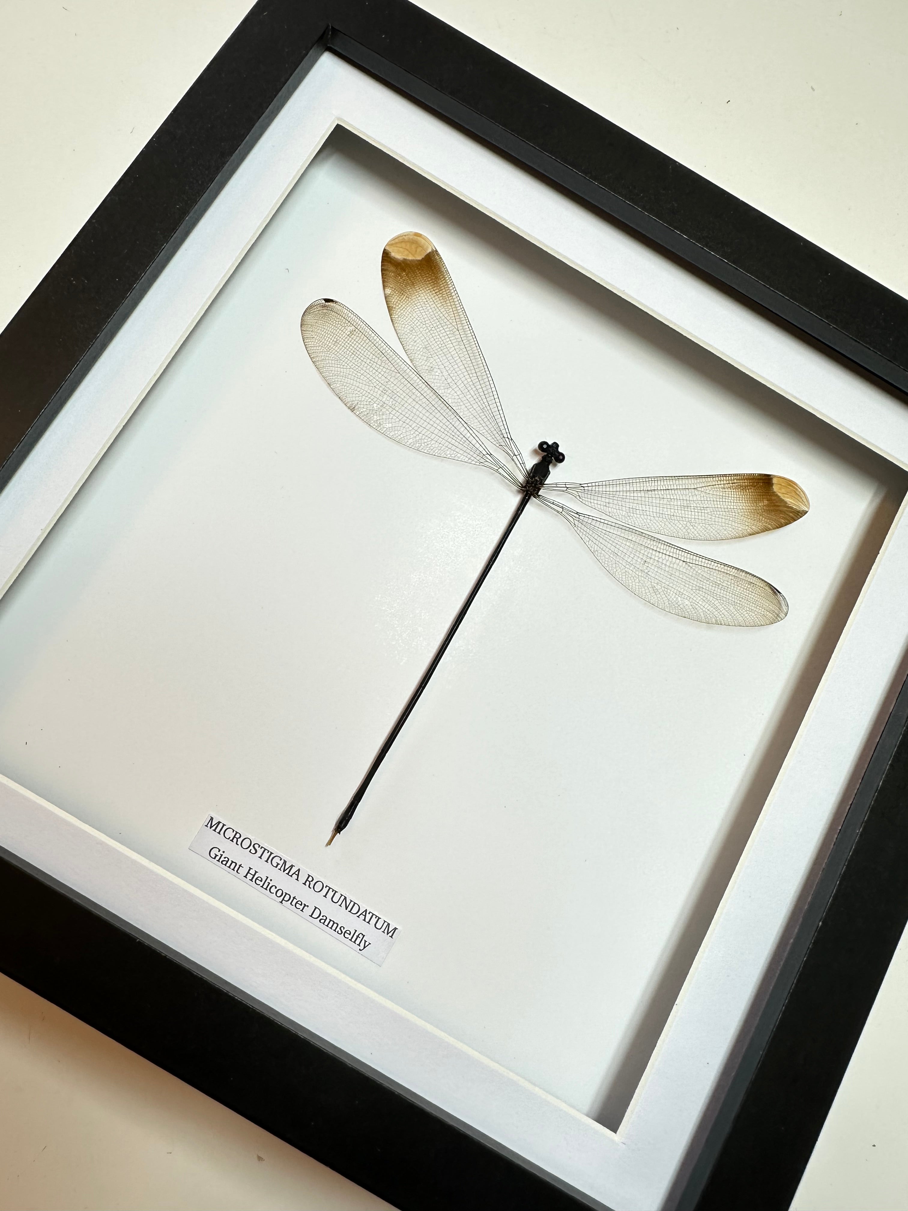 Giant Helicopter Damselfly • Medium Frame • Real Taxidermy Art