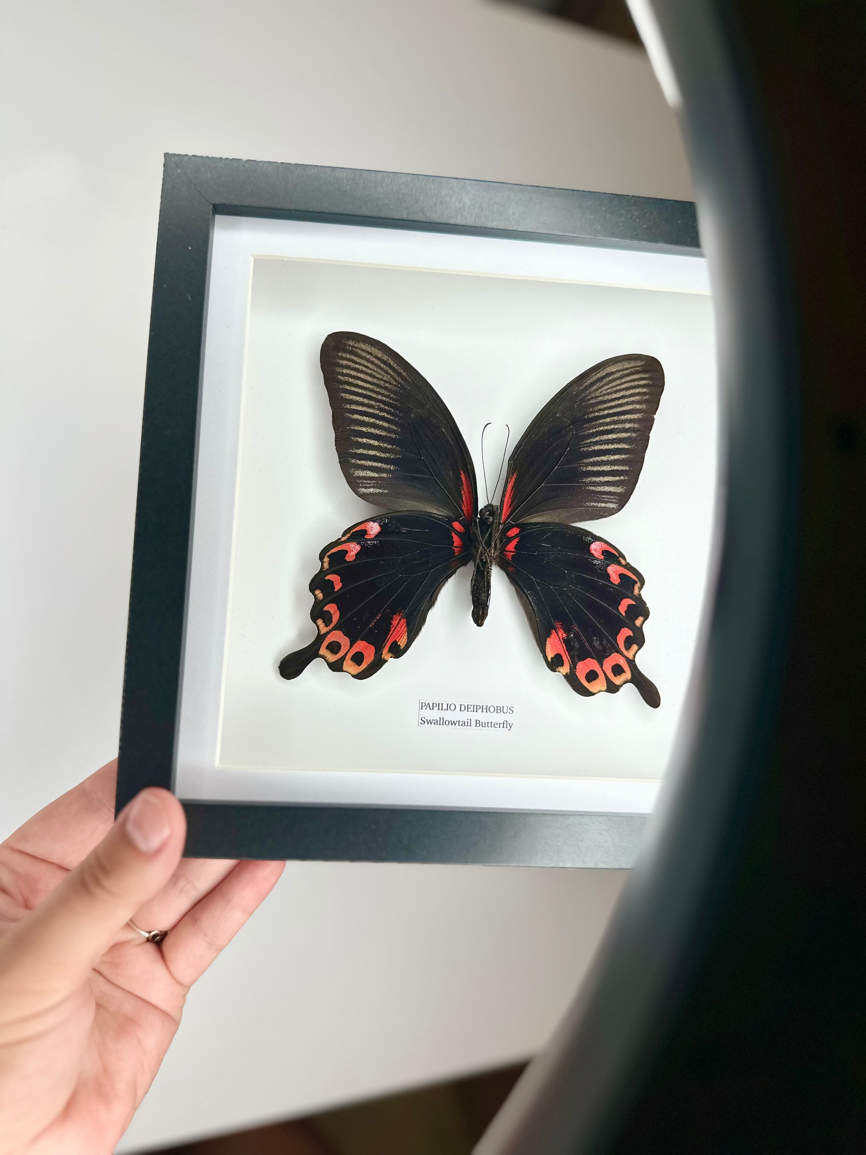 Deiphobus Swallowtail Butterfly | Papilio Deiphobus | Medium Frame - Taxidermy Entomology Home Decor Framed Natural Art