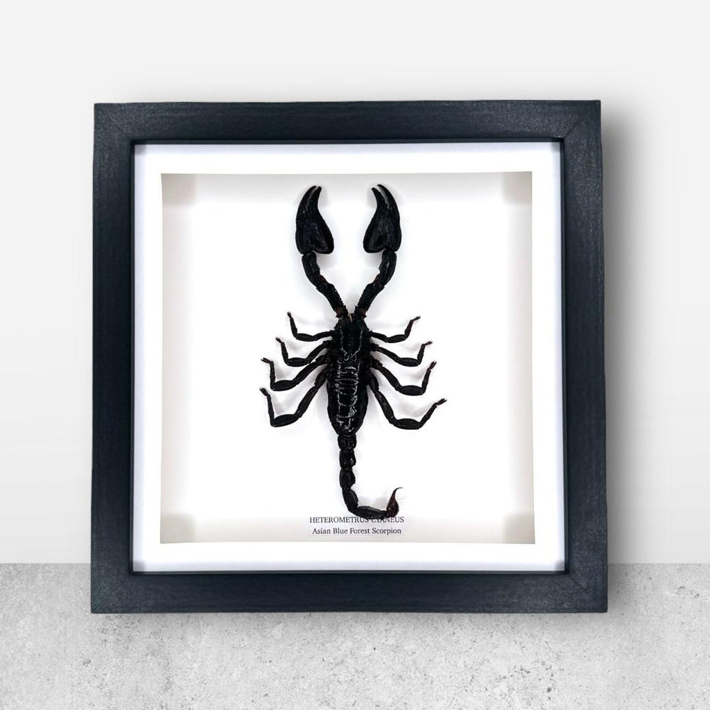Asian Blue Forest Scorpion | Medium Frame • Taxidermy Entomology Home Decor Framed Art