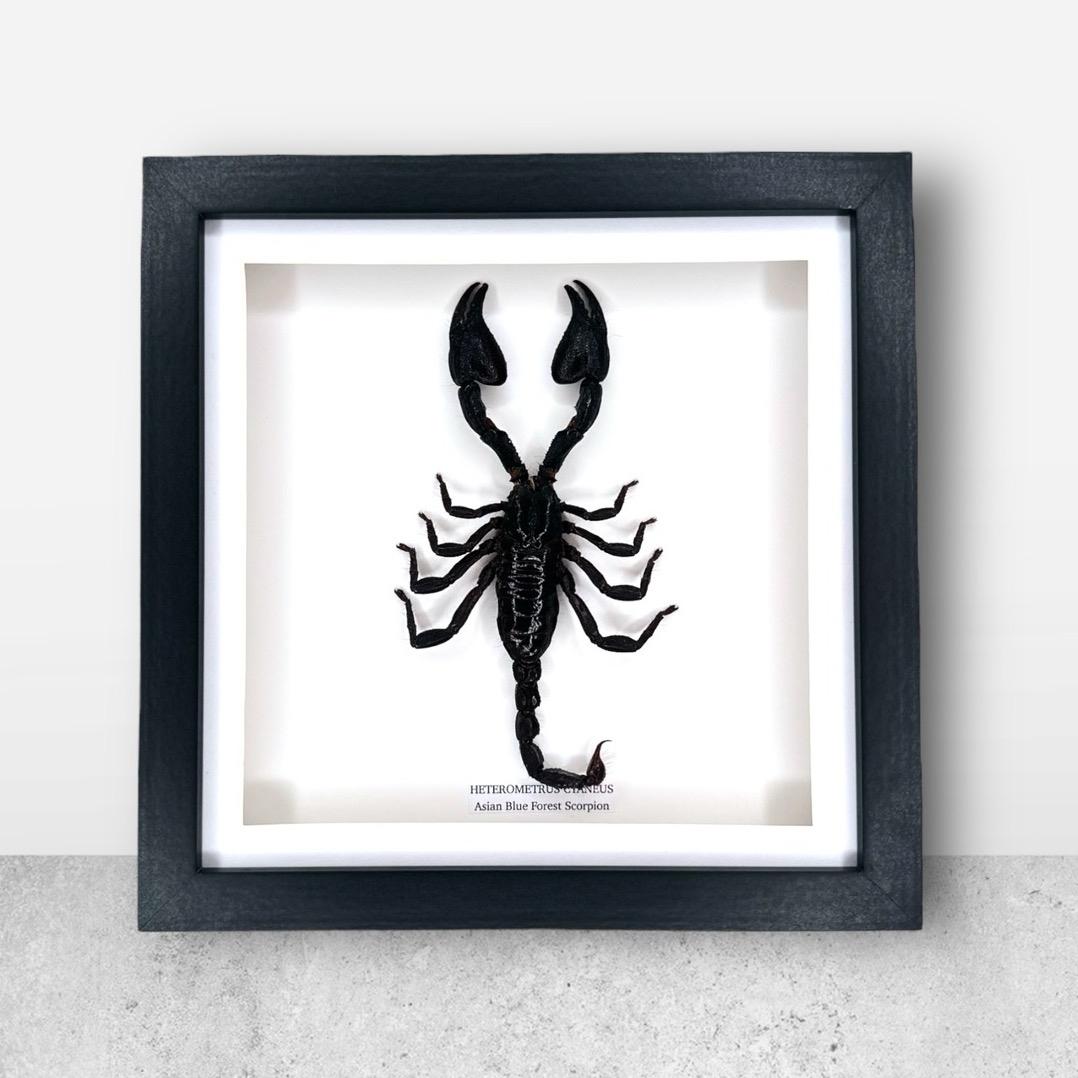 Asian Blue Forest Scorpion | Medium Frame • Taxidermy Entomology Home Decor Framed Art