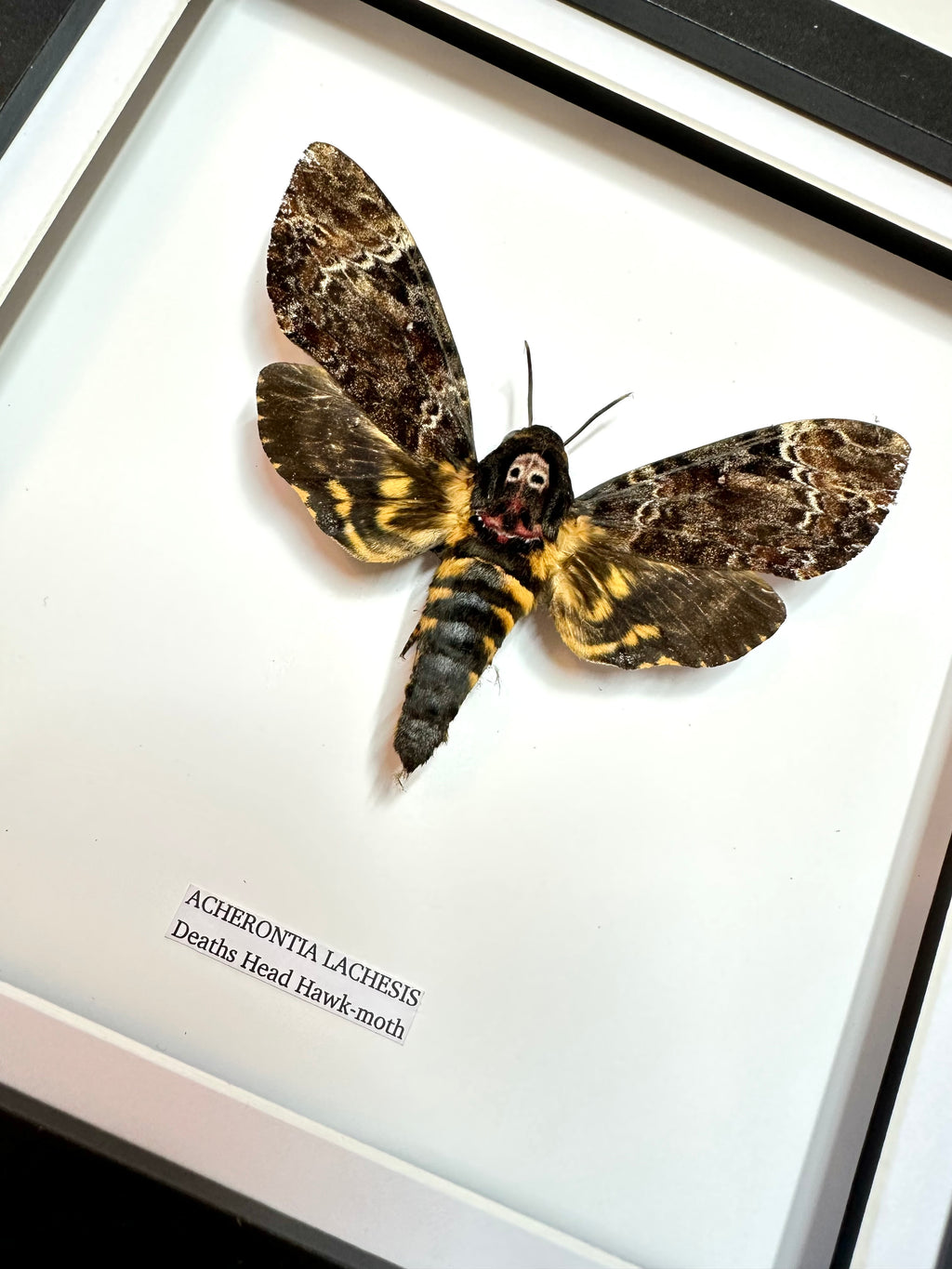Deaths Head Hawk-Moth | Acherontia Lachesis | Medium Frame • Taxidermy Entomology Home Decor Framed Art