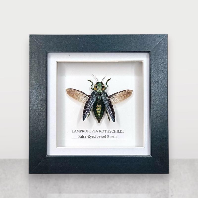 False-eyed Jewel Beetle | Lampropepla Rothschildi • Taxidermy Entomology Home Decor Framed Art