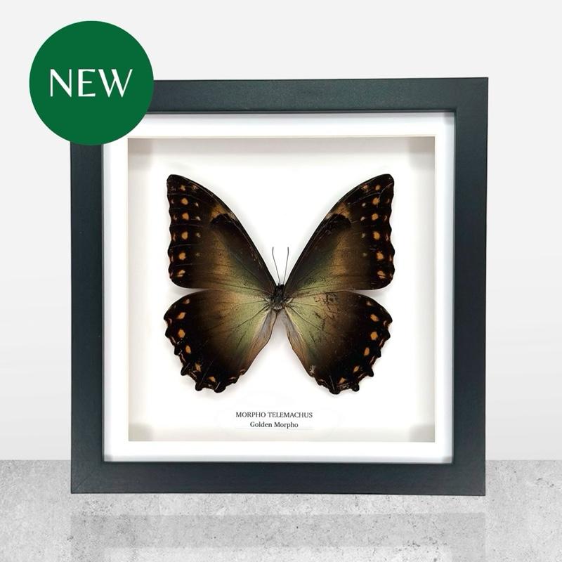 Golden Morpho | Morpho Telemachus | Medium Frame • Taxidermy Entomology Home Decor Framed Art