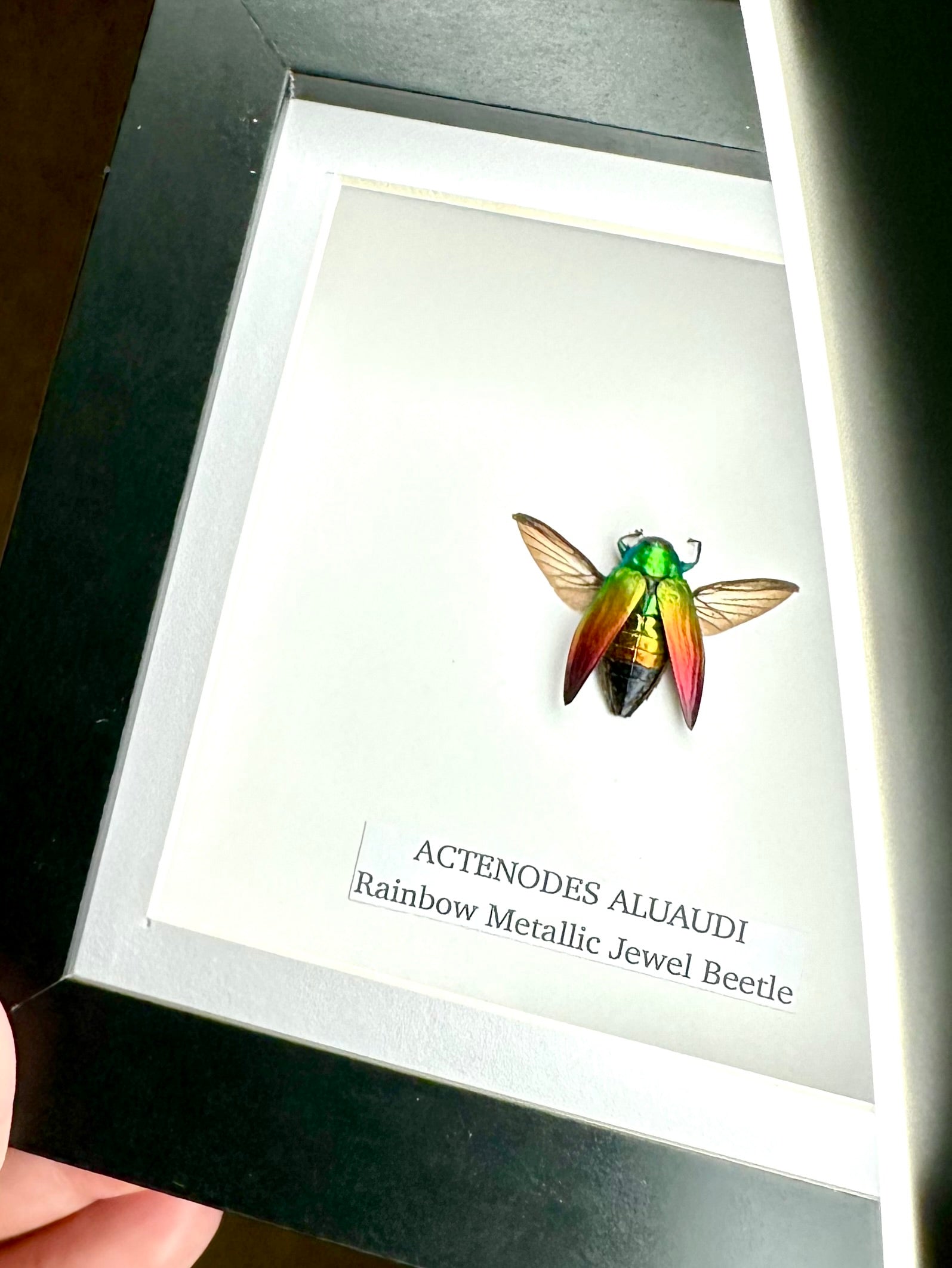 Rainbow Metallic Jewel Beetle | Actenodes Aluaudi | Medium Frame - Insect Taxidermy Entomology Home Decor Framed Natural Art