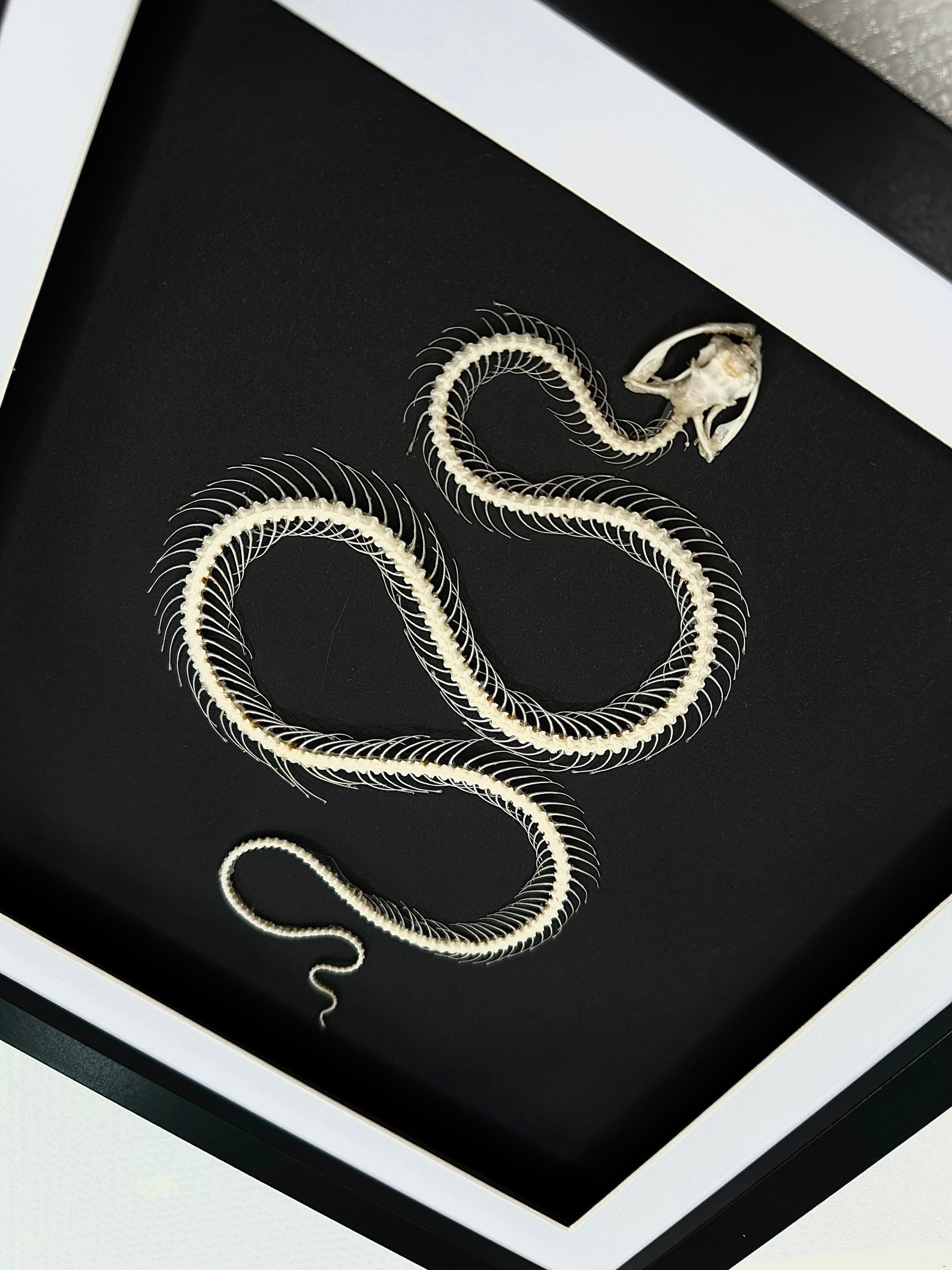 White-lipped Pit Viper Snake | Large Frame • Taxidermy Entomology Home Decor Framed Art
