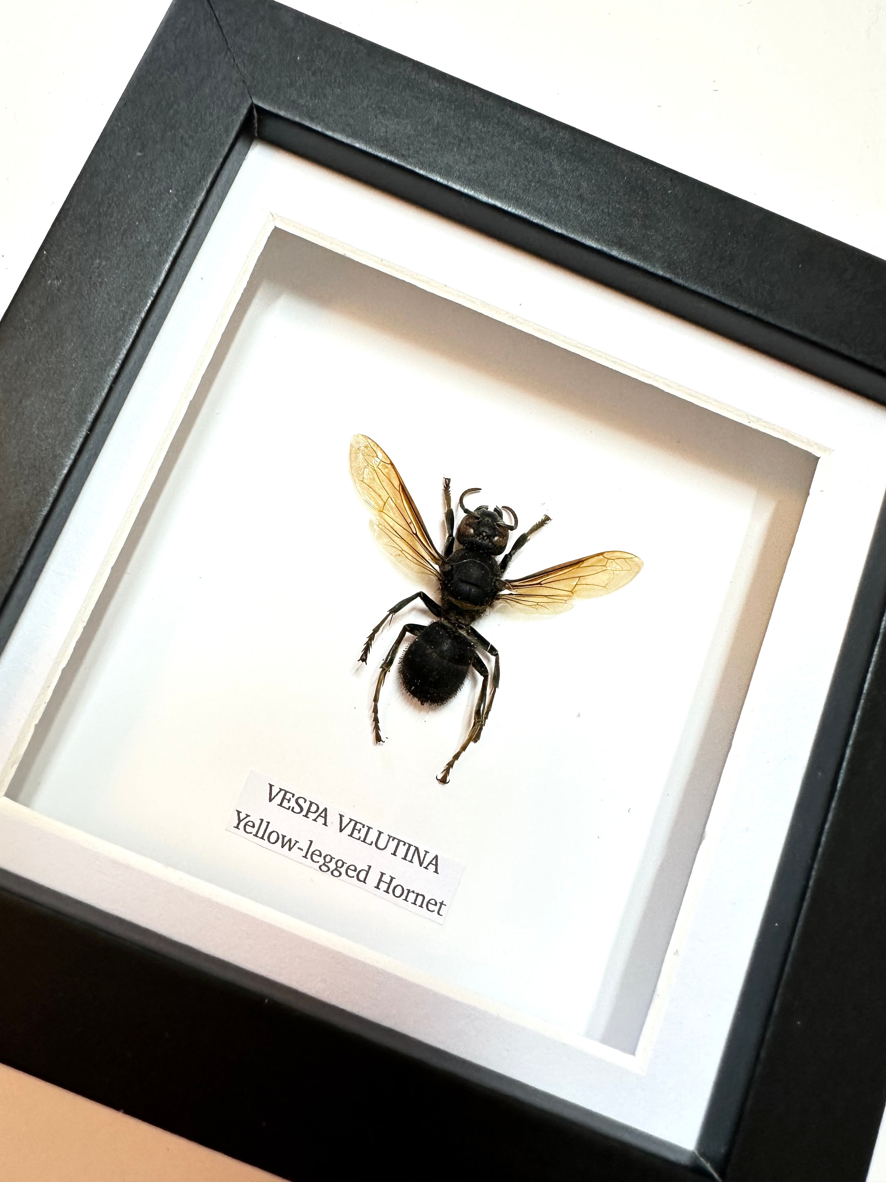 Yellow-legged Hornet | Vespa Velutina | Small Frame • Taxidermy Entomology Home Decor Framed Art