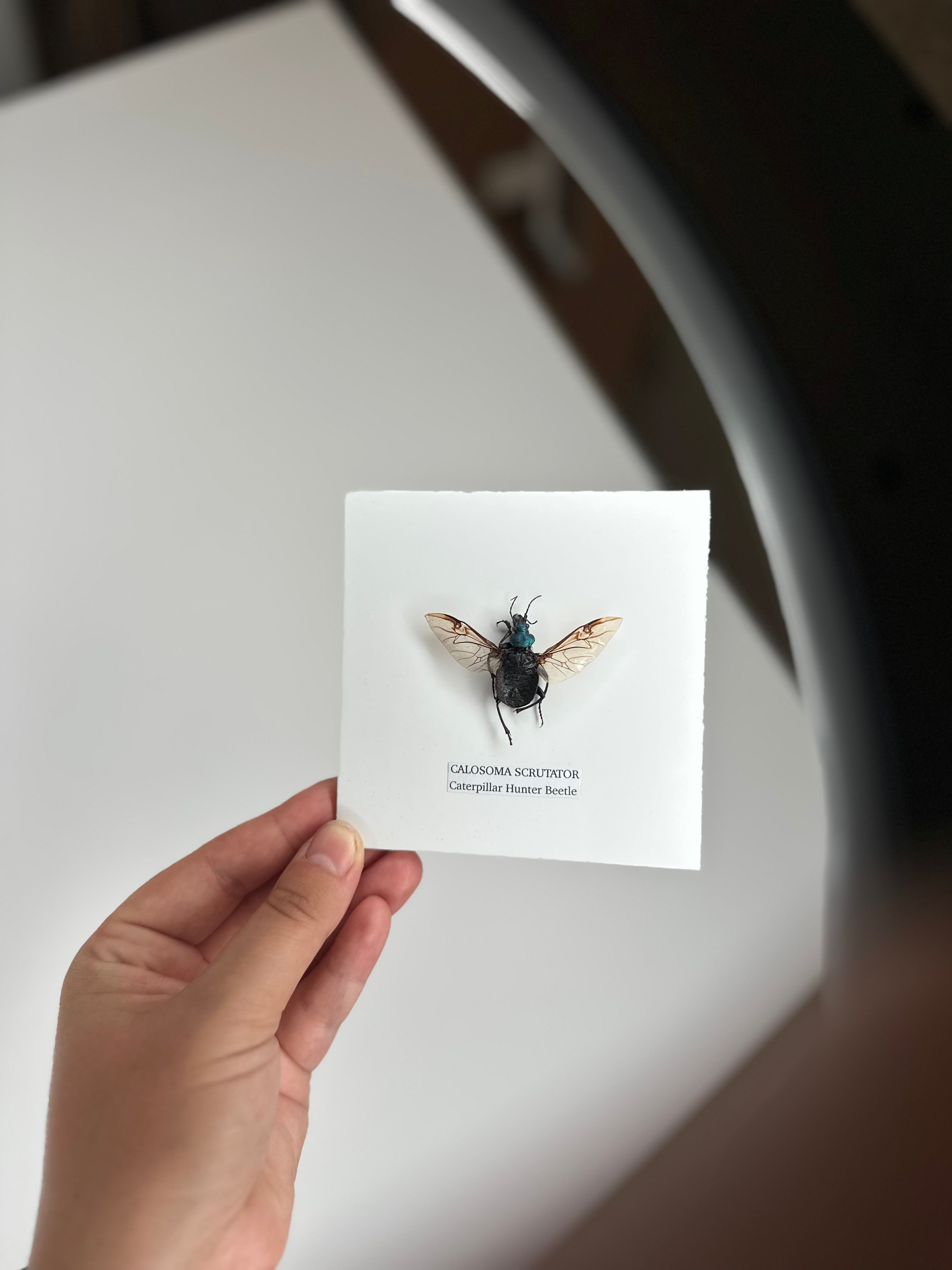 Sale | One Offs | Rare Pieces | Butterflies | Moths | Bugs