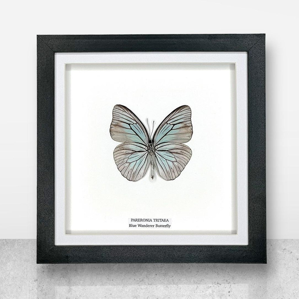 Blue Wanderer Butterfly Underwing | Pareronia Tritaea • Medium Frame • Real Taxidermy Art