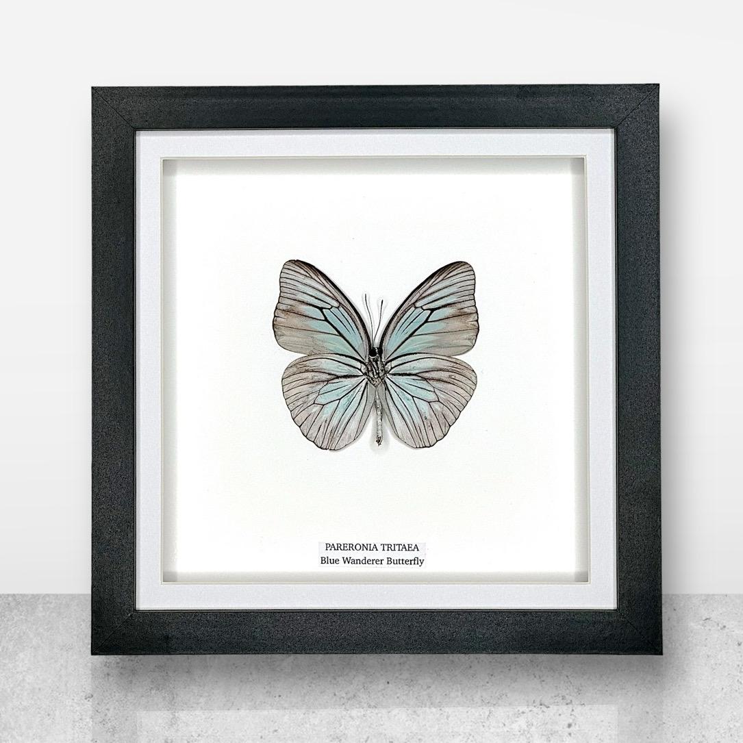 Blue Wanderer Butterfly Underwing | Pareronia Tritaea • Medium Frame • Real Taxidermy Art