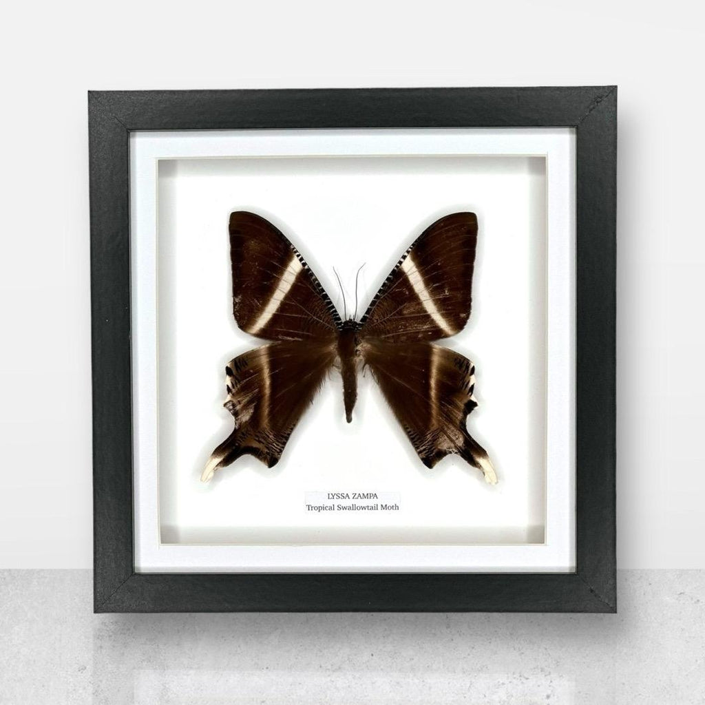Zampa Swallowtail Moth | Lyssa Zapa | Medium Frame • Taxidermy Entomology Home Decor Framed Art