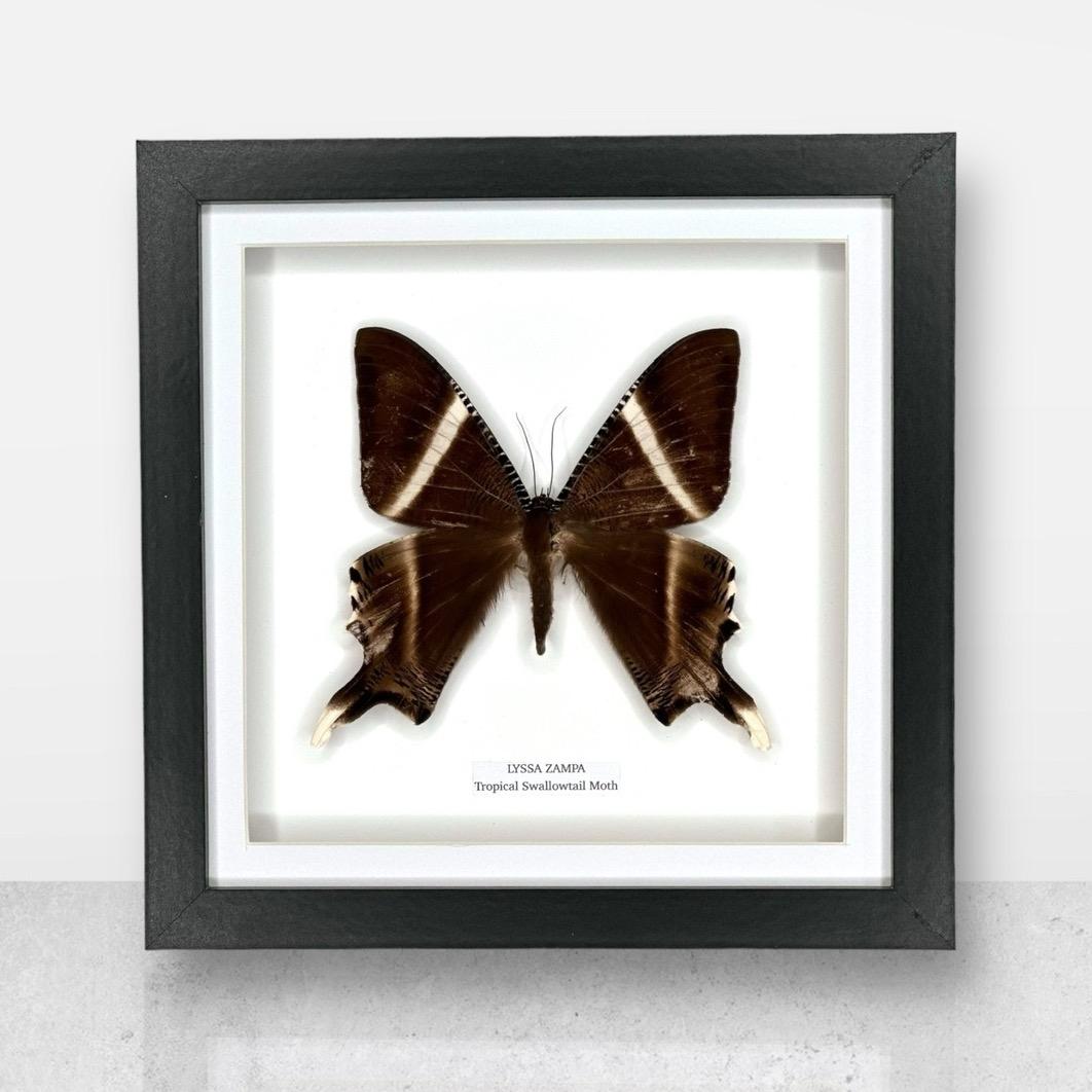 Zampa Swallowtail Moth | Lyssa Zapa | Medium Frame • Taxidermy Entomology Home Decor Framed Art