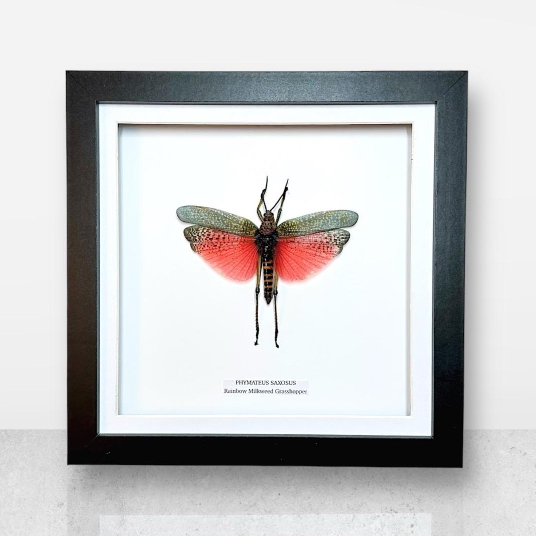 Rainbow Milkweed Grasshopper | Medium Frame • Taxidermy Entomology Home Decor Framed Art