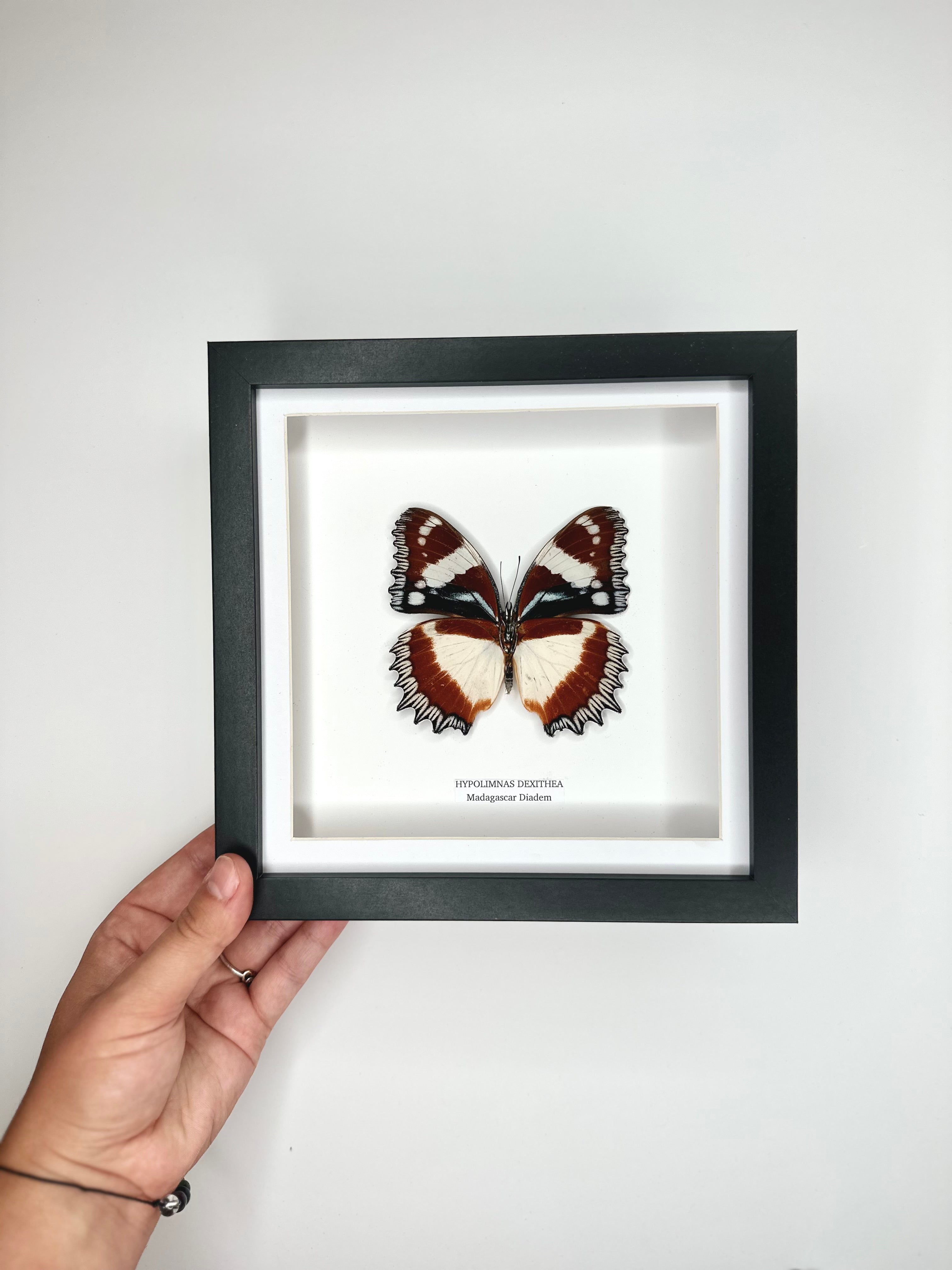 Madagascar Diadem | ’Cat Face’ Underwing Hypolimnas Dexithea | Medium Frame - Taxidermy Entomology Home Decor Framed Natural Art