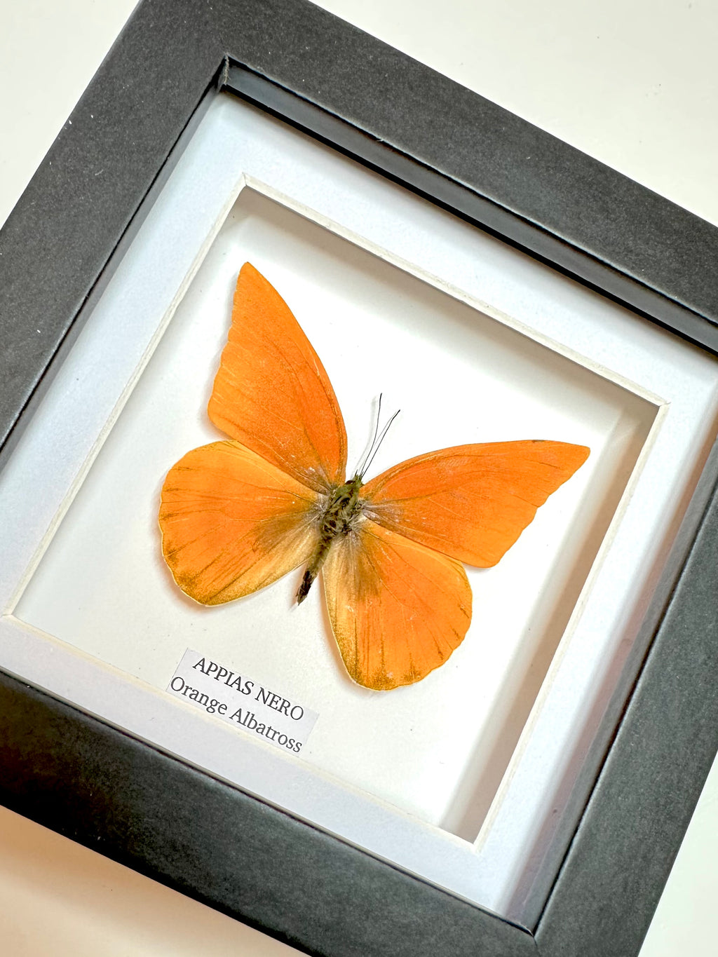 Orange Albatross | Appias Nero | Small Frame • Taxidermy Entomology Home Decor Framed Art