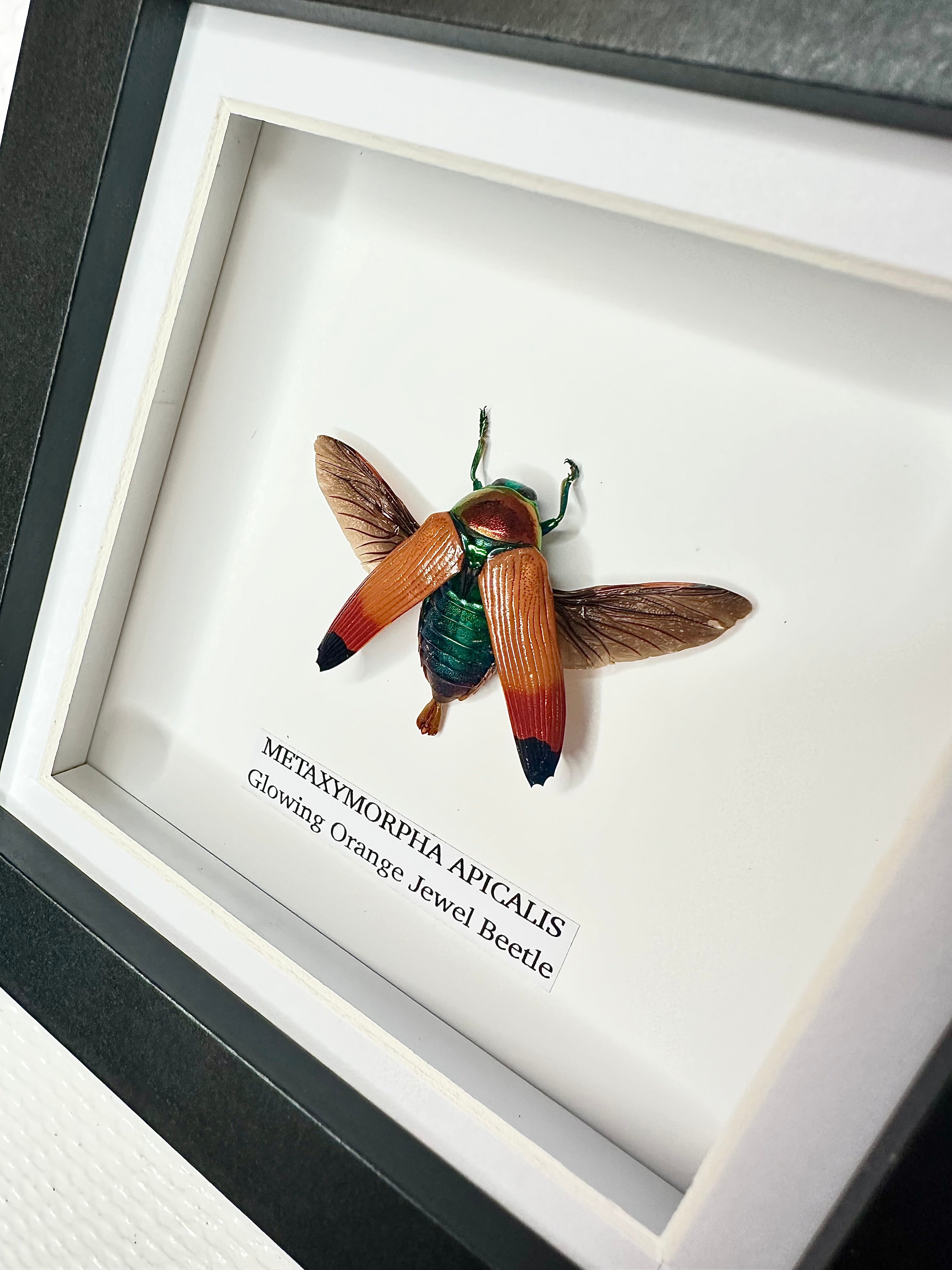 Glowing Orange Beetle | Small Frame • Taxidermy Entomology Home Decor Framed Art