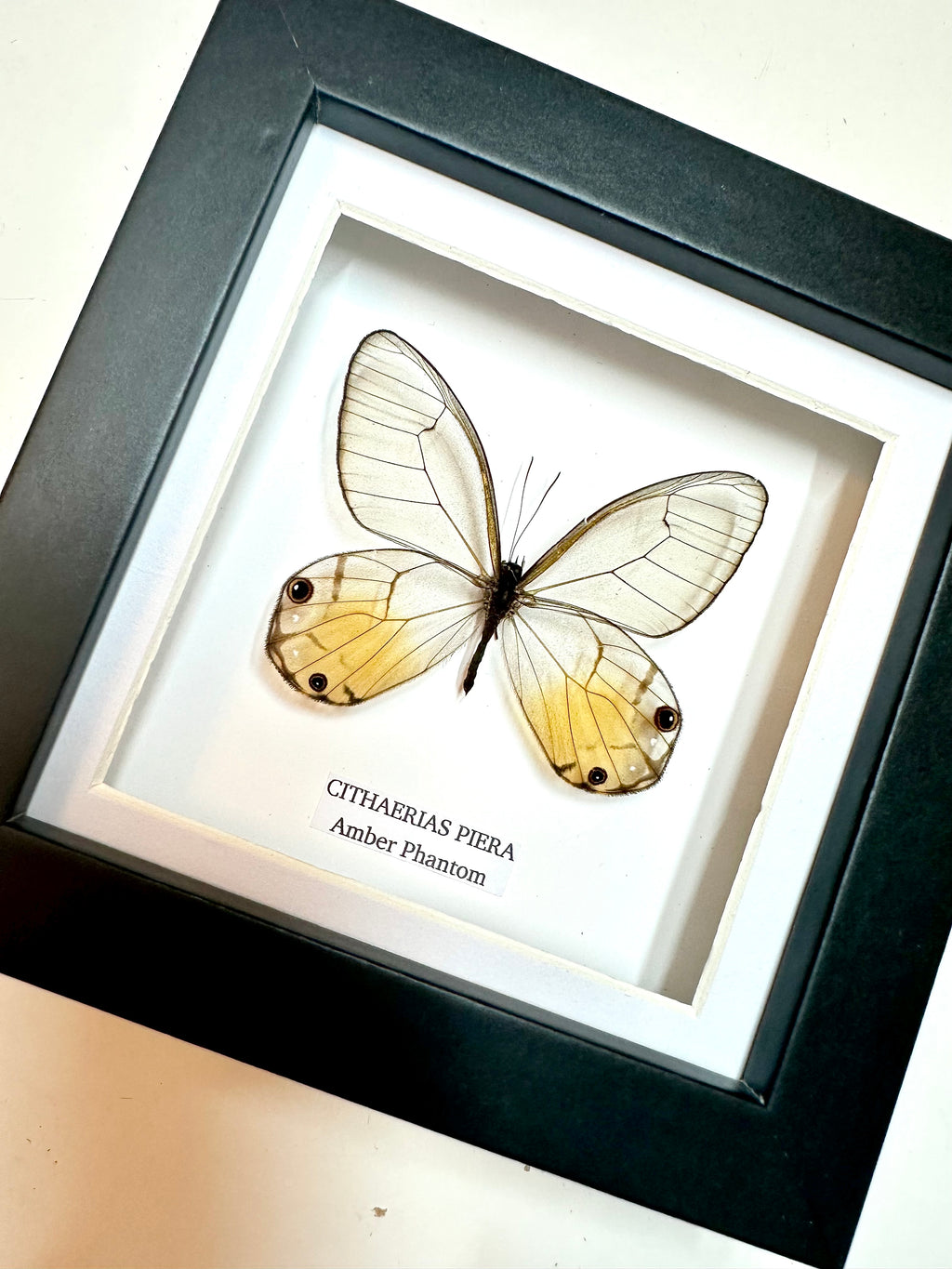 Amber Phantom Glasswing Butterfly | Small Frame • Taxidermy Entomology Home Decor Framed Art