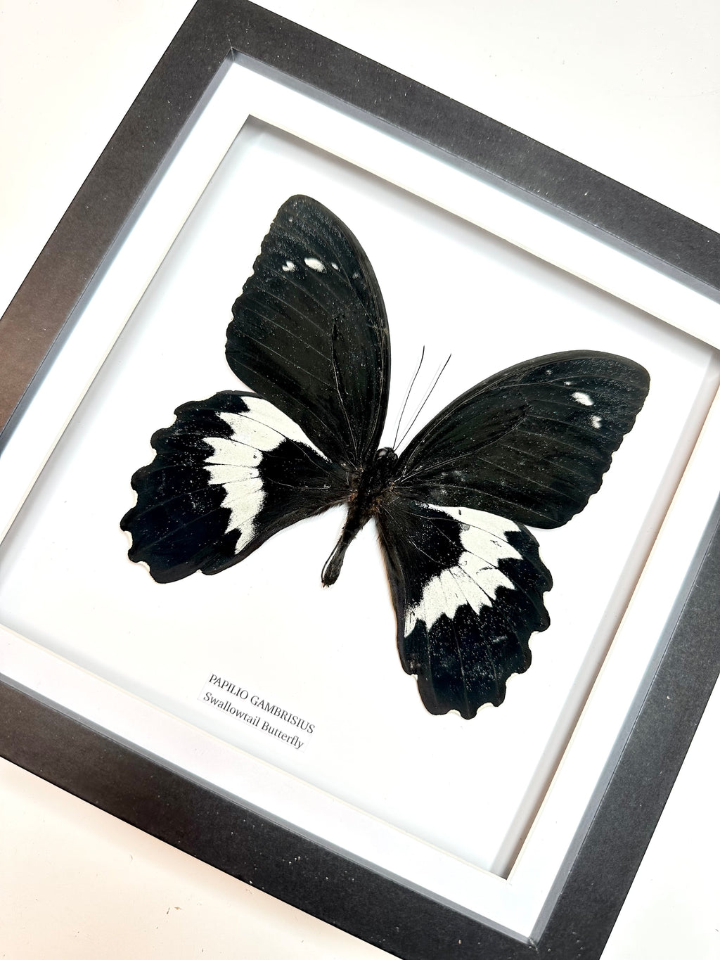 Giant Papilio Gambrisius Swallowtail | Medium Frame • Taxidermy Entomology Home Decor Framed Art