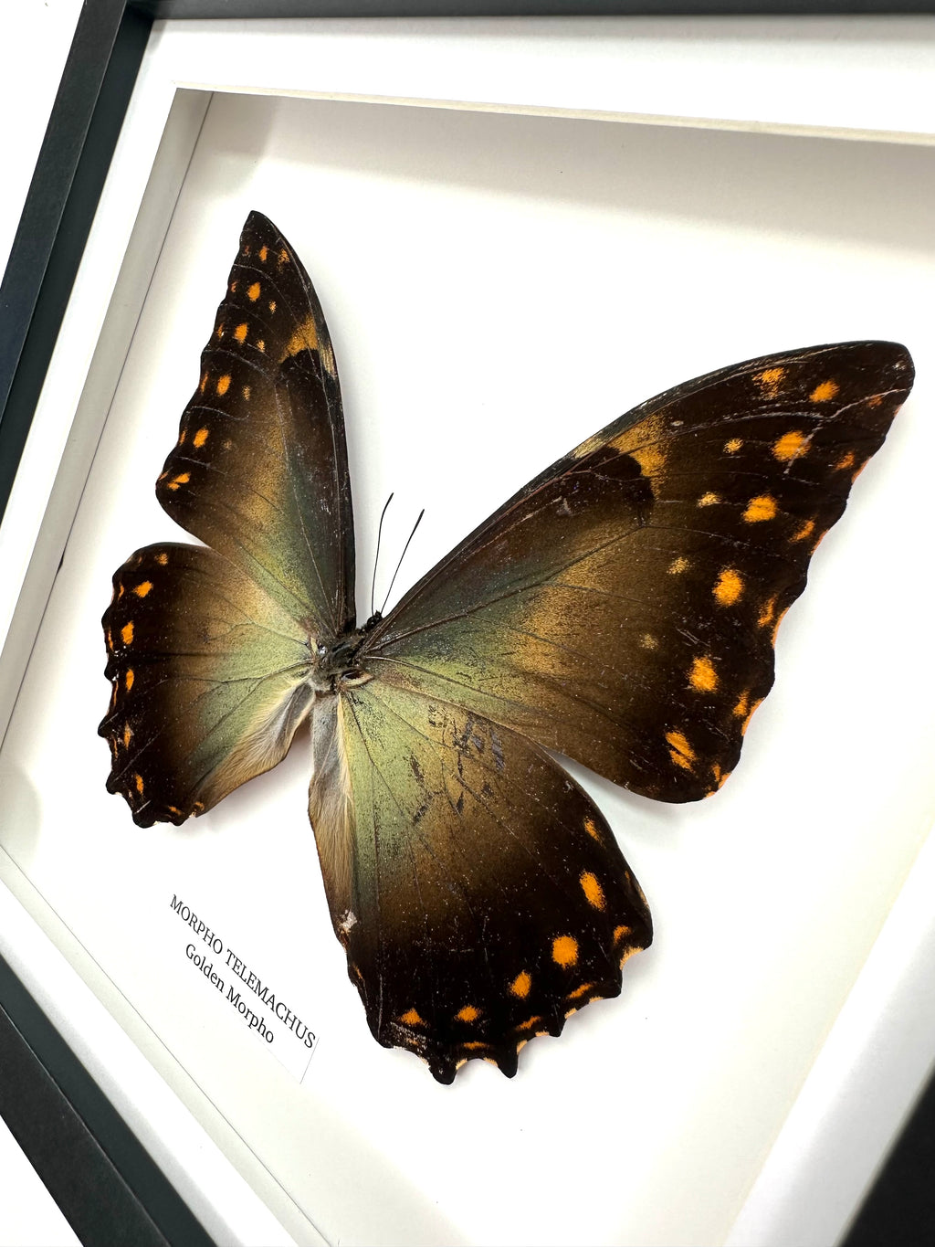 Golden Morpho | Morpho Telemachus | Medium Frame • Taxidermy Entomology Home Decor Framed Art