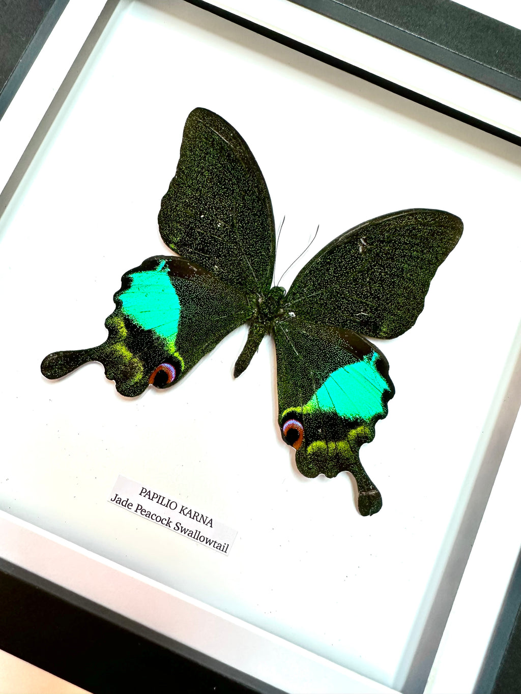Jade Peacock Swallowtail | Papilo Karna | Medium Frame • Taxidermy Entomology Home Decor Framed Art