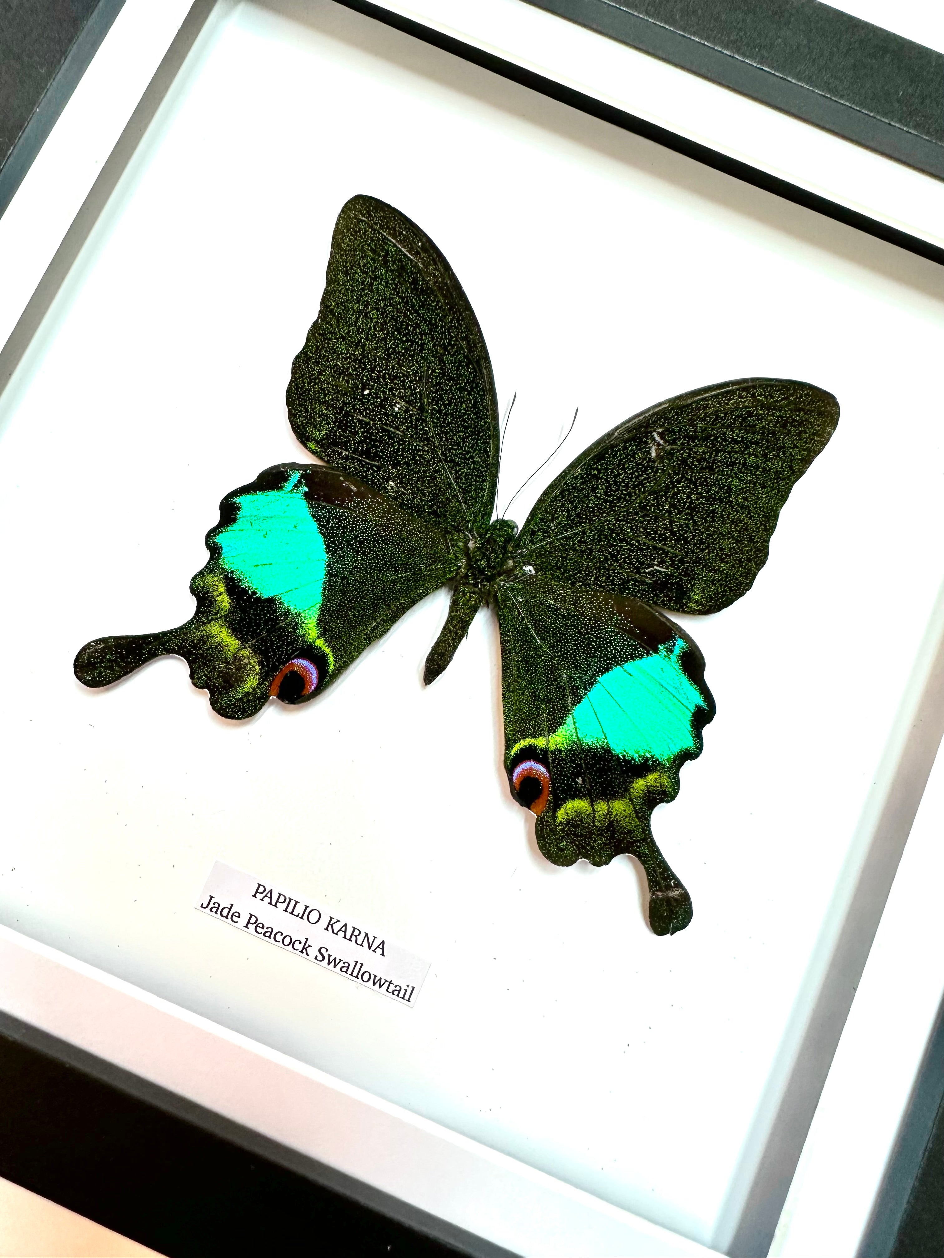 Jade Peacock Swallowtail | Papilo Karna | Medium Frame • Taxidermy Entomology Home Decor Framed Art