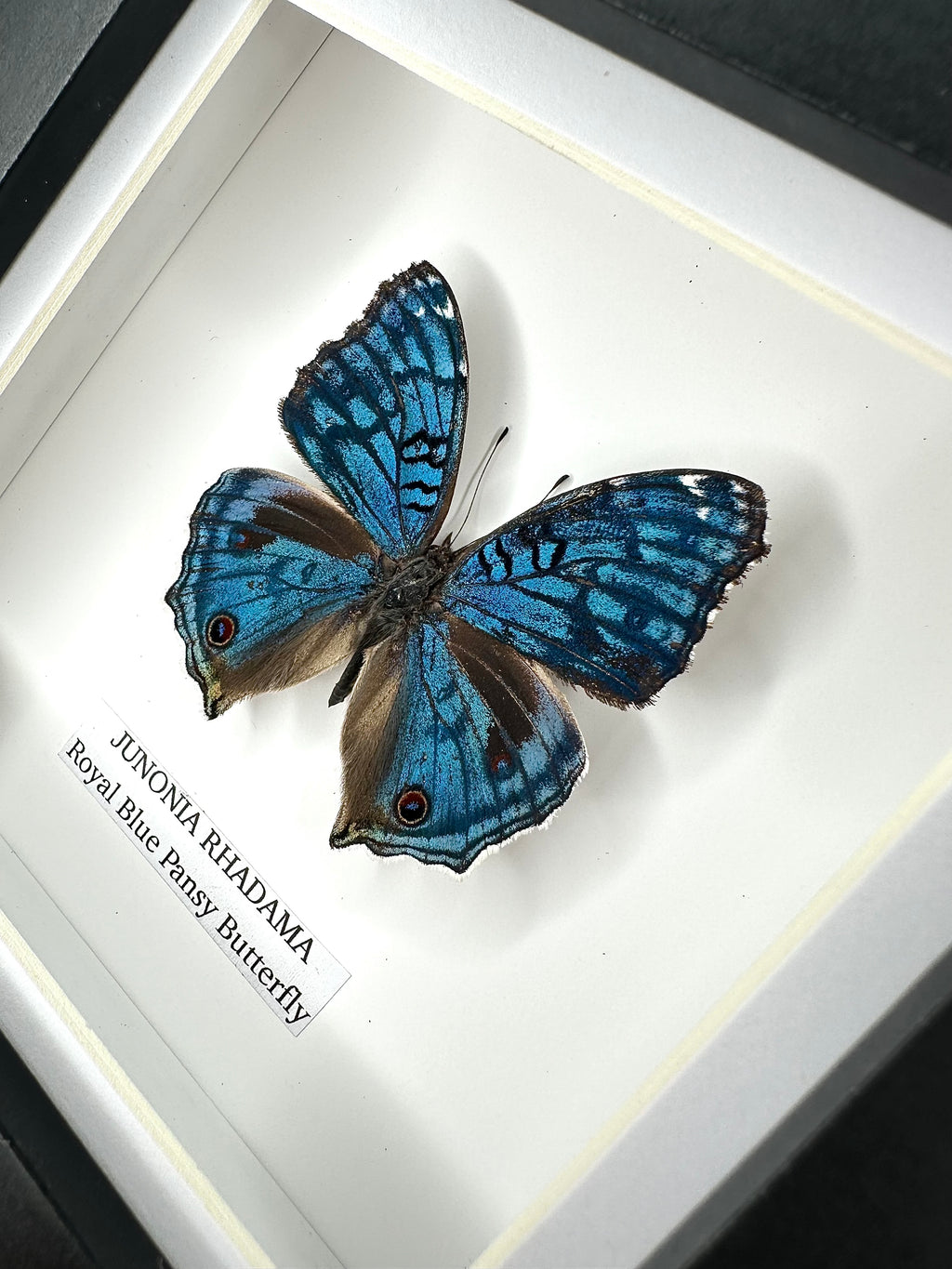 Royal Blue Pansy Butterfly | Small Frame • Taxidermy Entomology Home Decor Framed Art