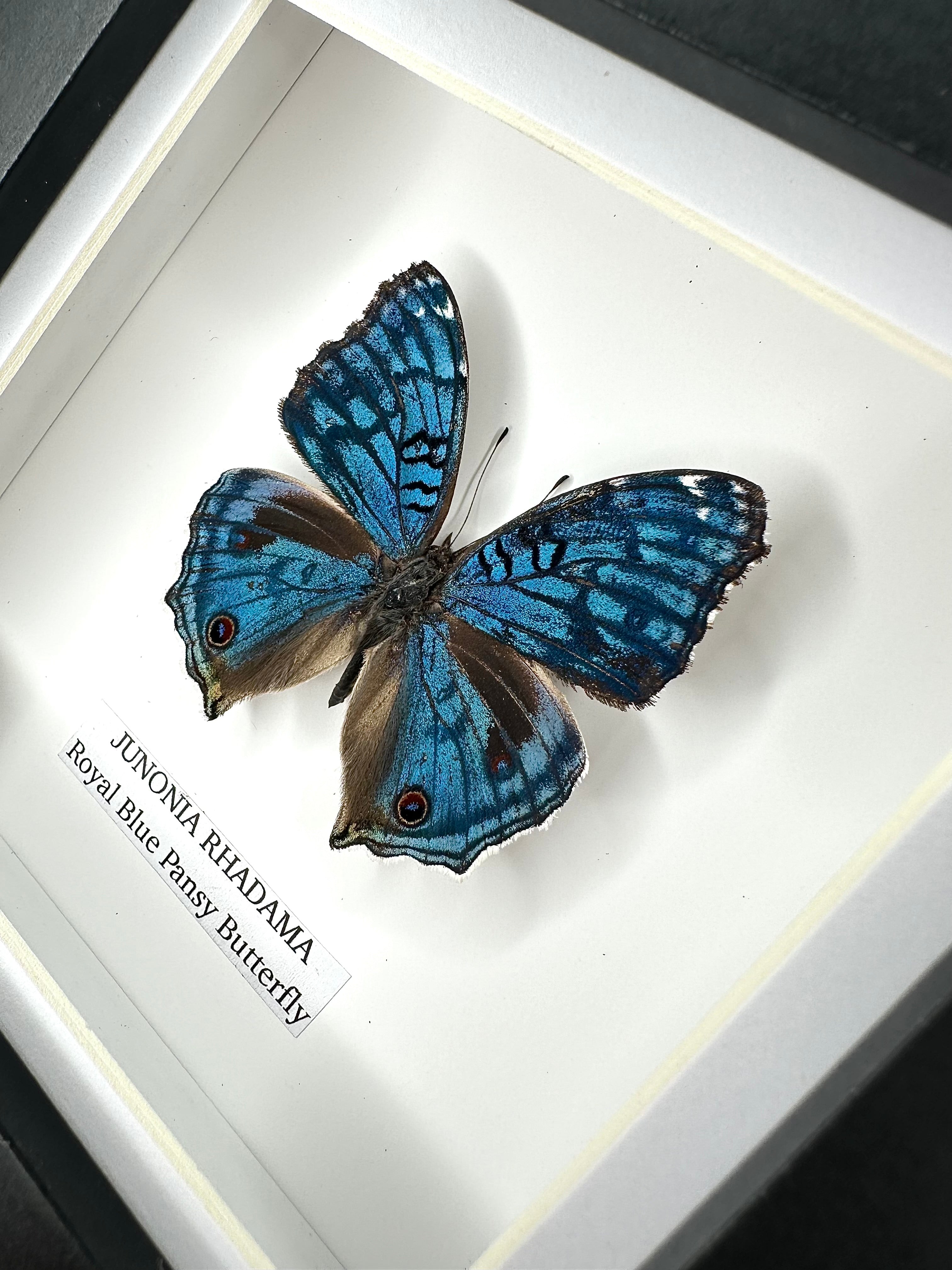 Royal Blue Pansy Butterfly | Small Frame • Taxidermy Entomology Home Decor Framed Art
