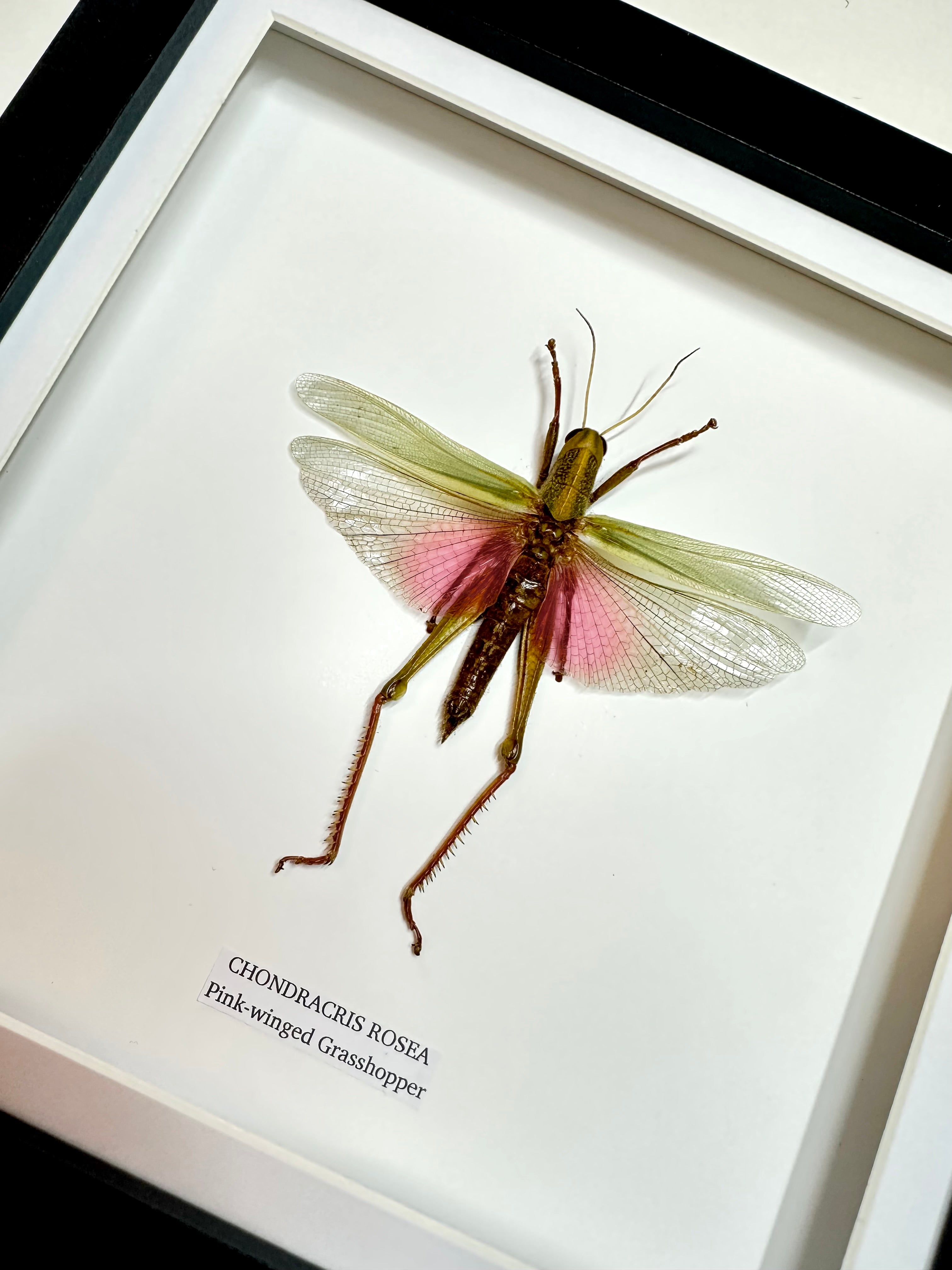 Pink-winged Grasshopper | Chondracris Rosea | Medium Frame • Taxidermy Entomology Home Decor Framed Art