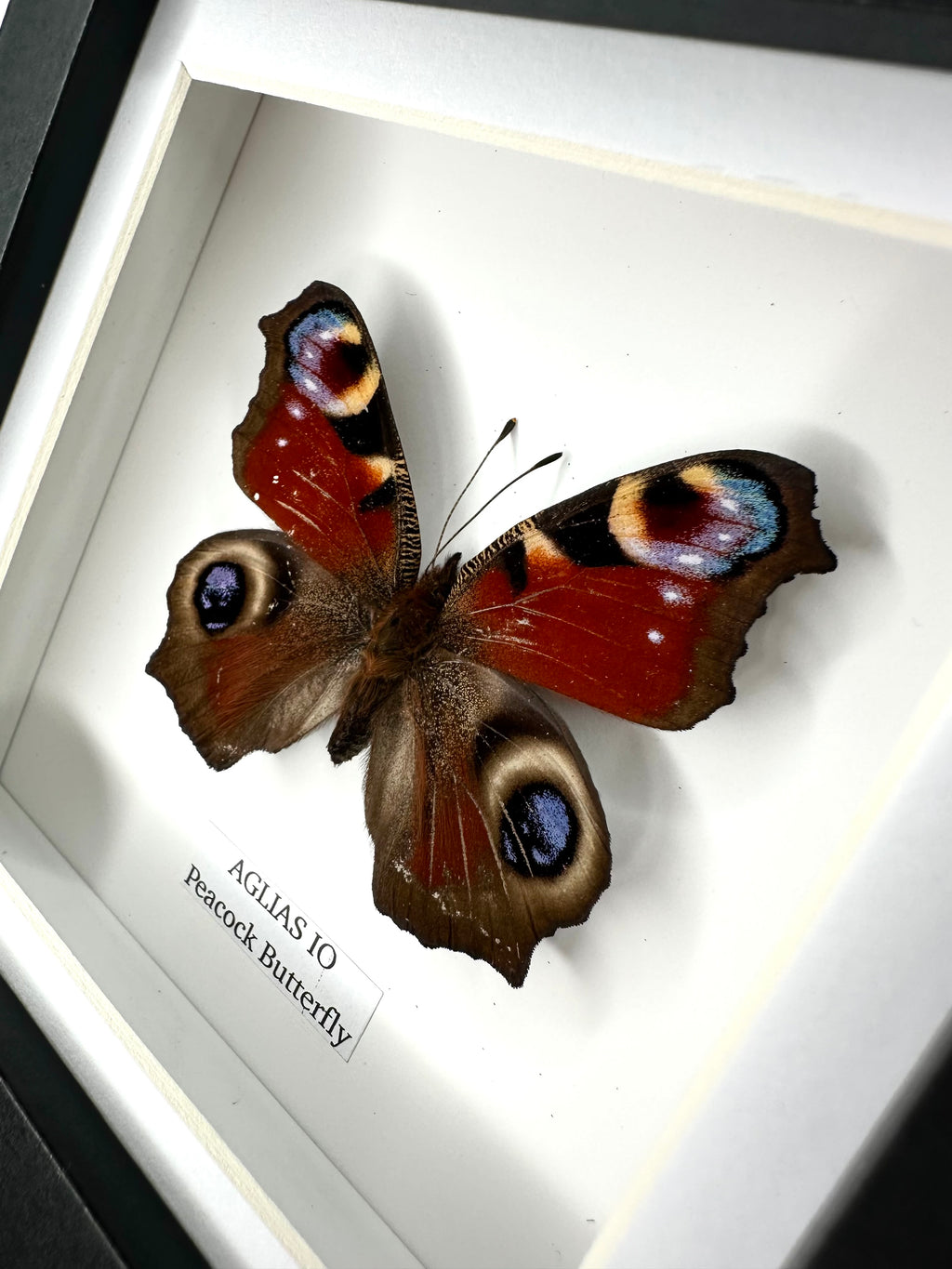Peacock Butterfly | Aglias IO | Small Frame • Taxidermy Entomology Home Decor Framed Art