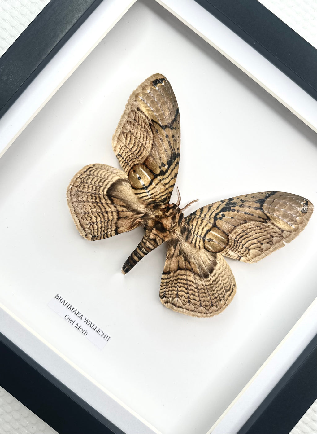 Owl Moth | Brahmaea Wallichii | Medium Frame • Taxidermy Entomology Home Decor Framed Art