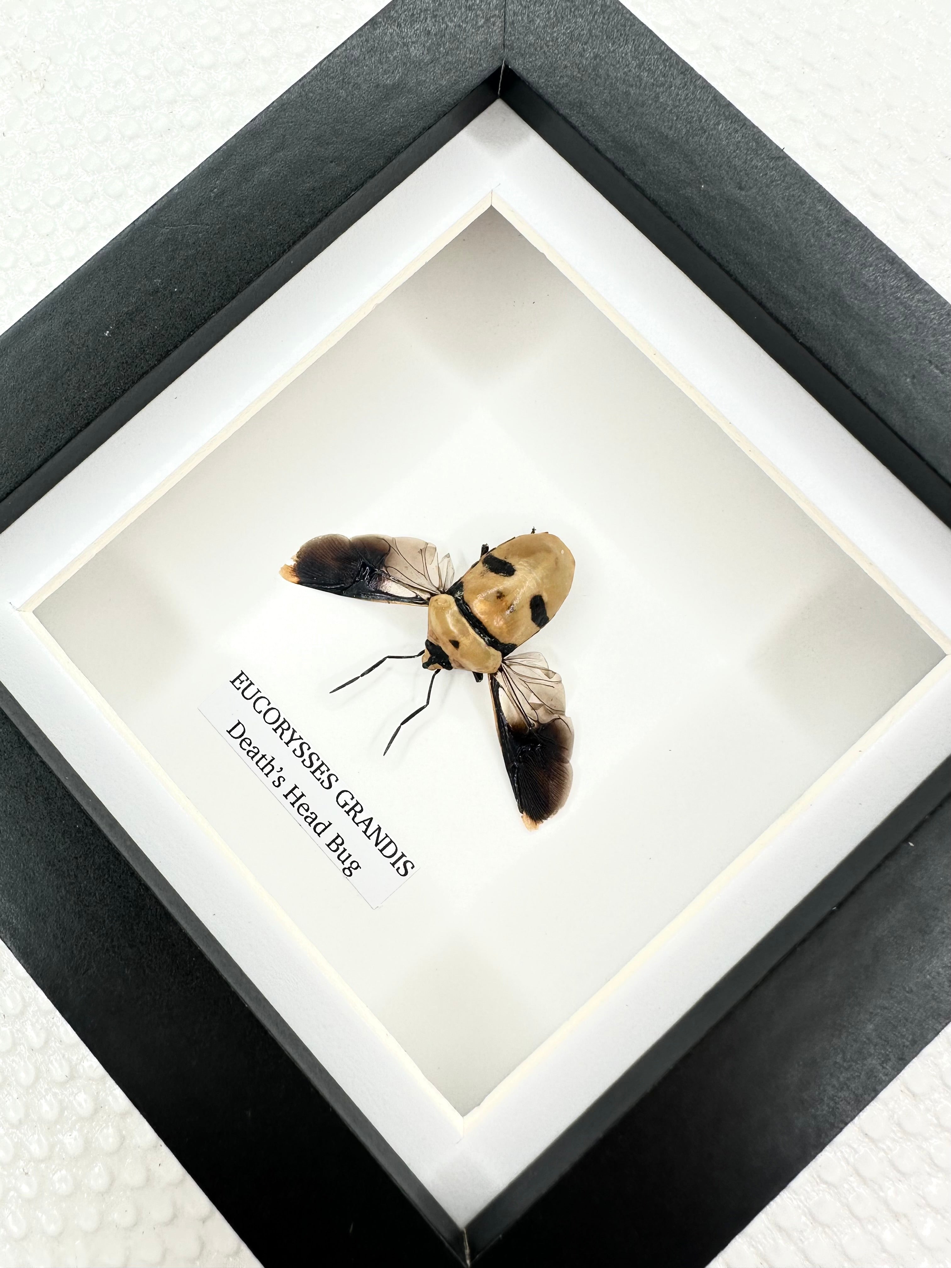 Death’s Head Bug | Eucorysses Gandis | Small Frame • Taxidermy Entomology Home Decor Framed Art