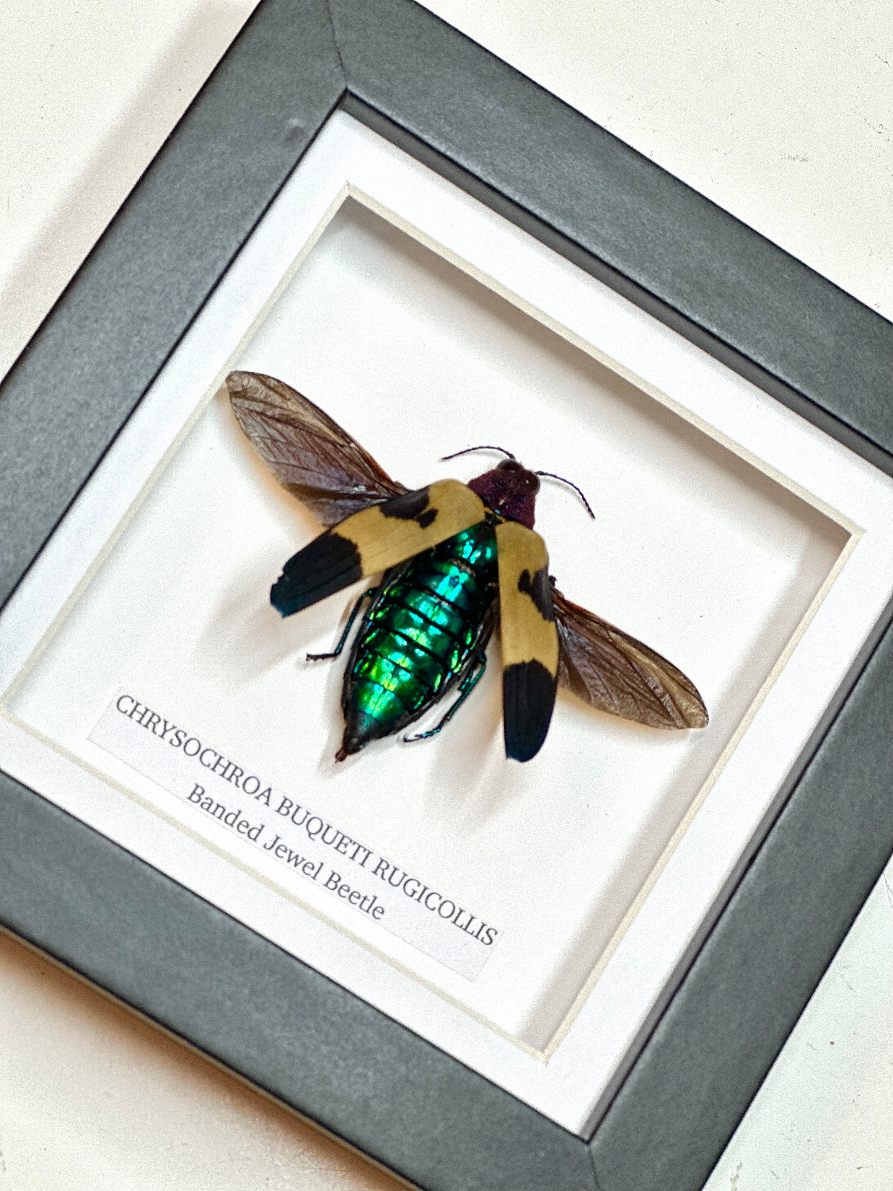 Banded Jewel Beetle | Small Frame • Taxidermy Entomology Home Decor Framed Art