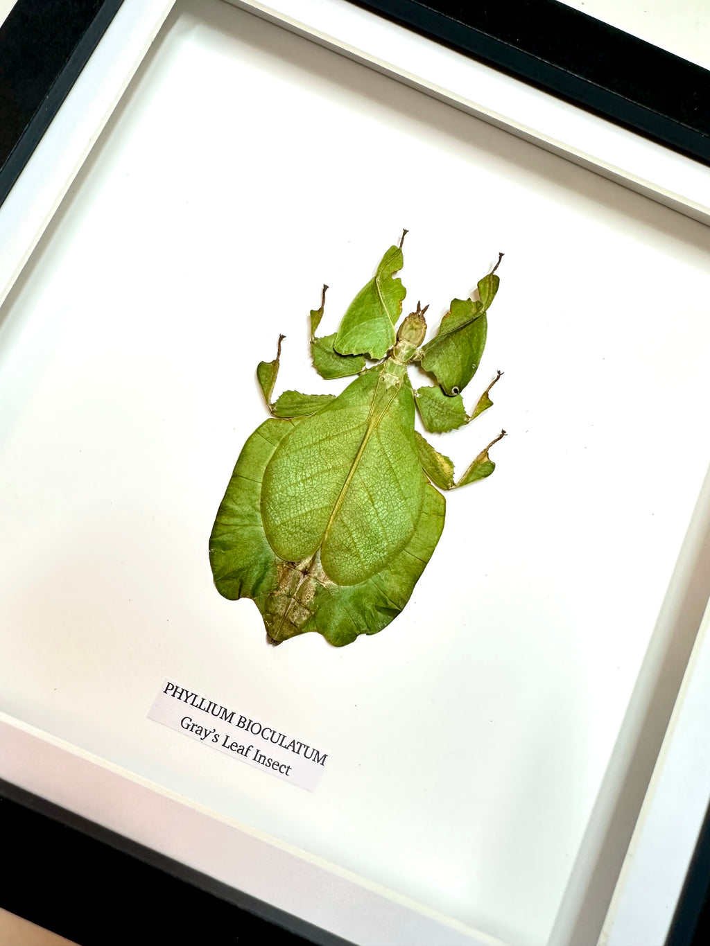 Green Gray’s Leaf Insect | Phyllium Bioculatum | Medium Frame • Taxidermy Entomology Home Decor Framed Art