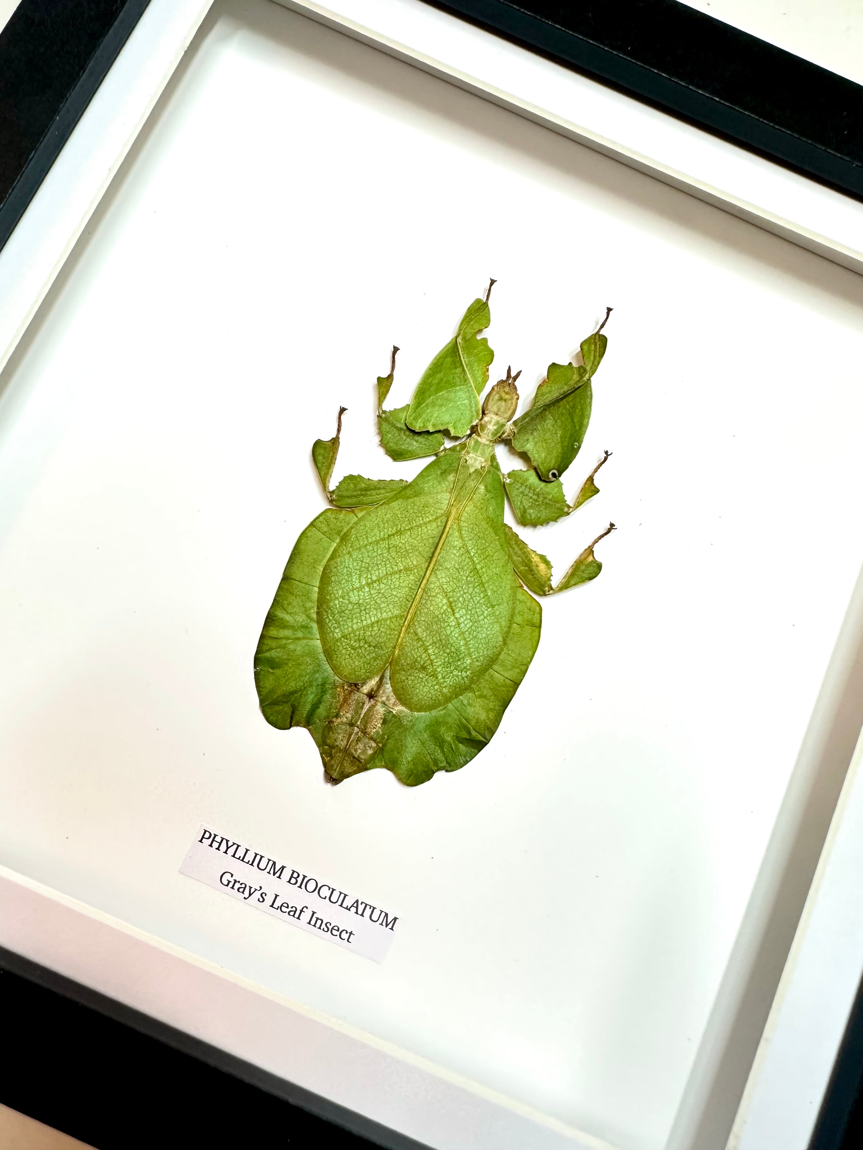 Green Gray’s Leaf Insect | Phyllium Bioculatum | Medium Frame • Taxidermy Entomology Home Decor Framed Art