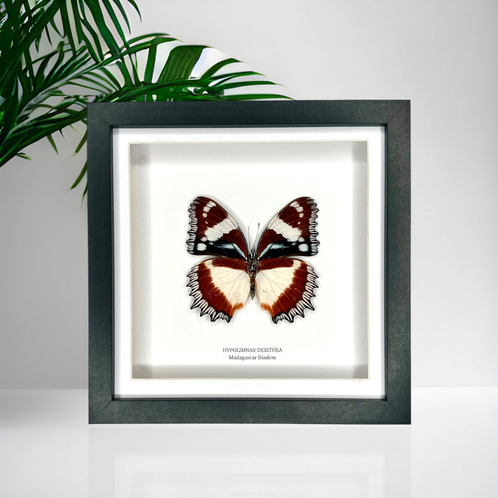 Madagascar Diadem | ’Cat Face’ Underwing Hypolimnas Dexithea | Medium Frame - Taxidermy Entomology Home Decor Framed Natural Art