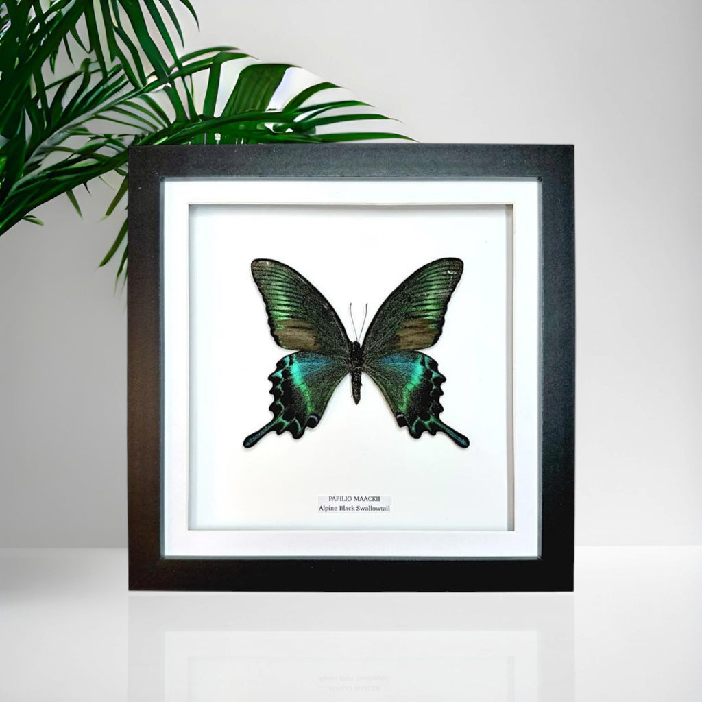 Alpine Black Swallowtail | Papilio Maackii | Medium Frame • Taxidermy Entomology Home Decor Framed Art