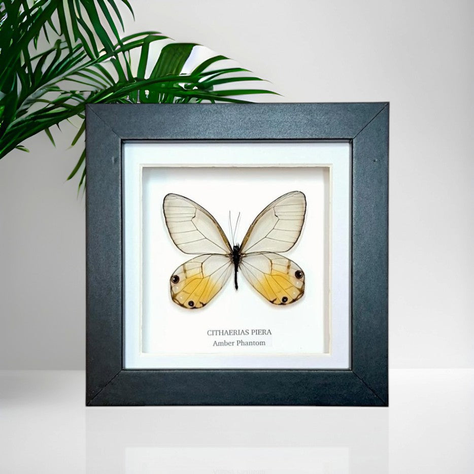 Amber Phantom Glasswing Butterfly | Small Frame • Taxidermy Entomology Home Decor Framed Art